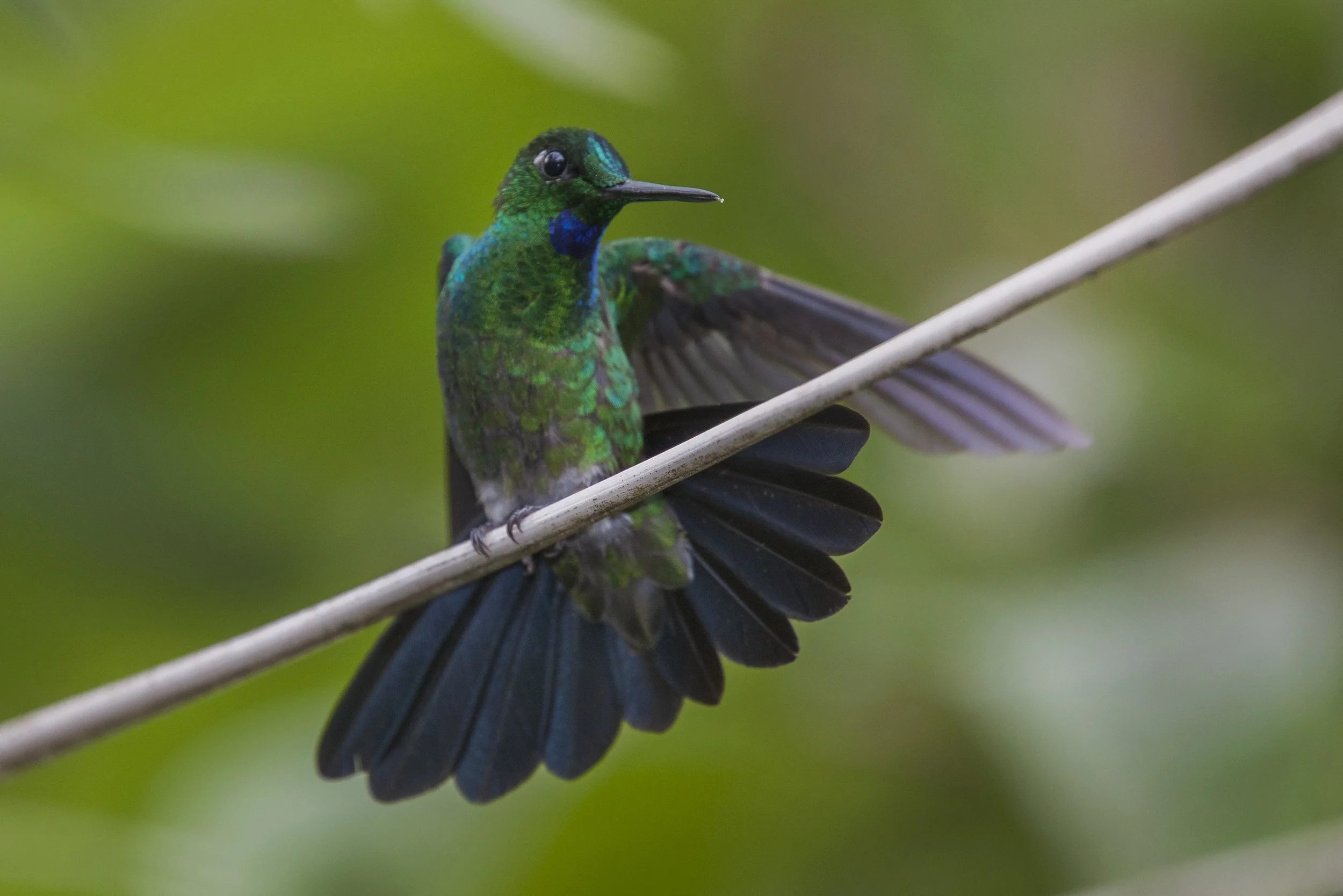 Green Crowned Brilliant