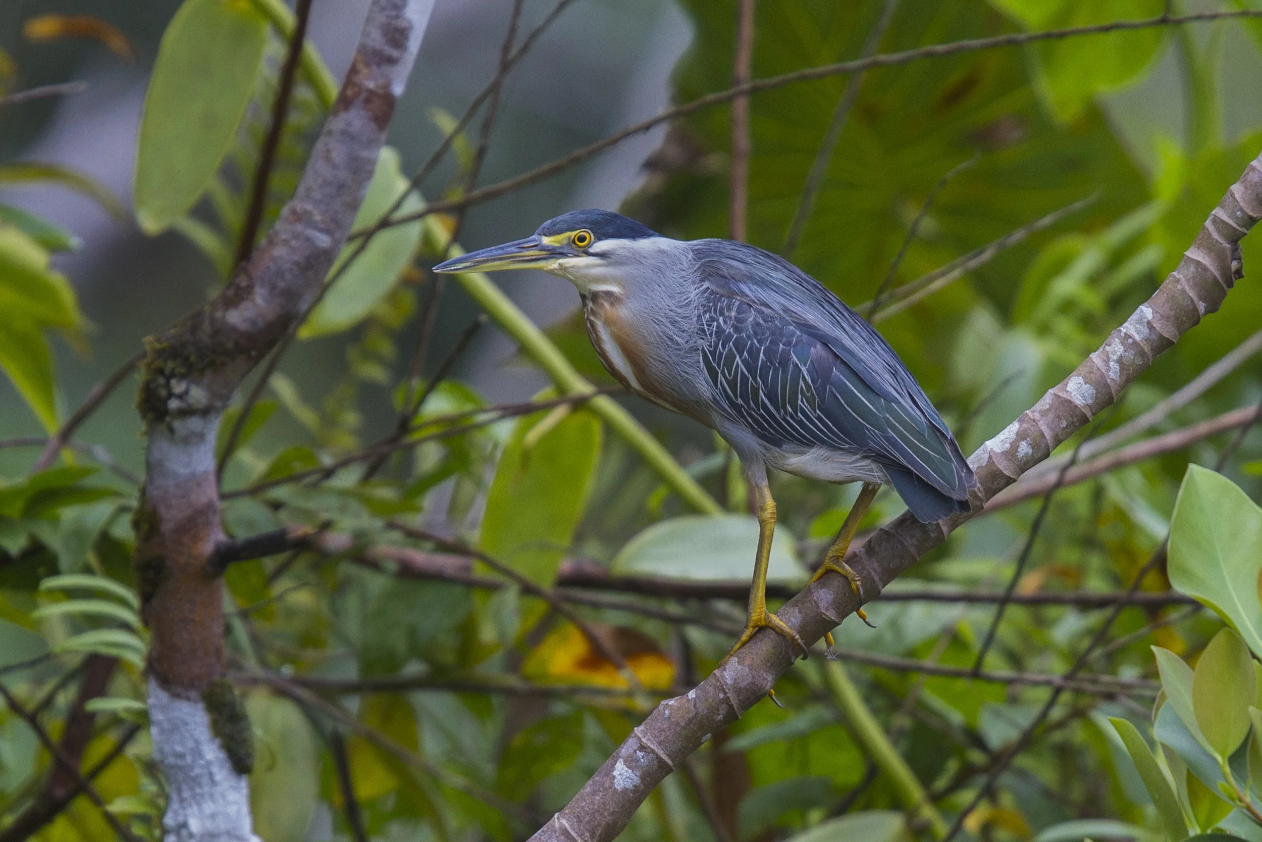 Striated Heron