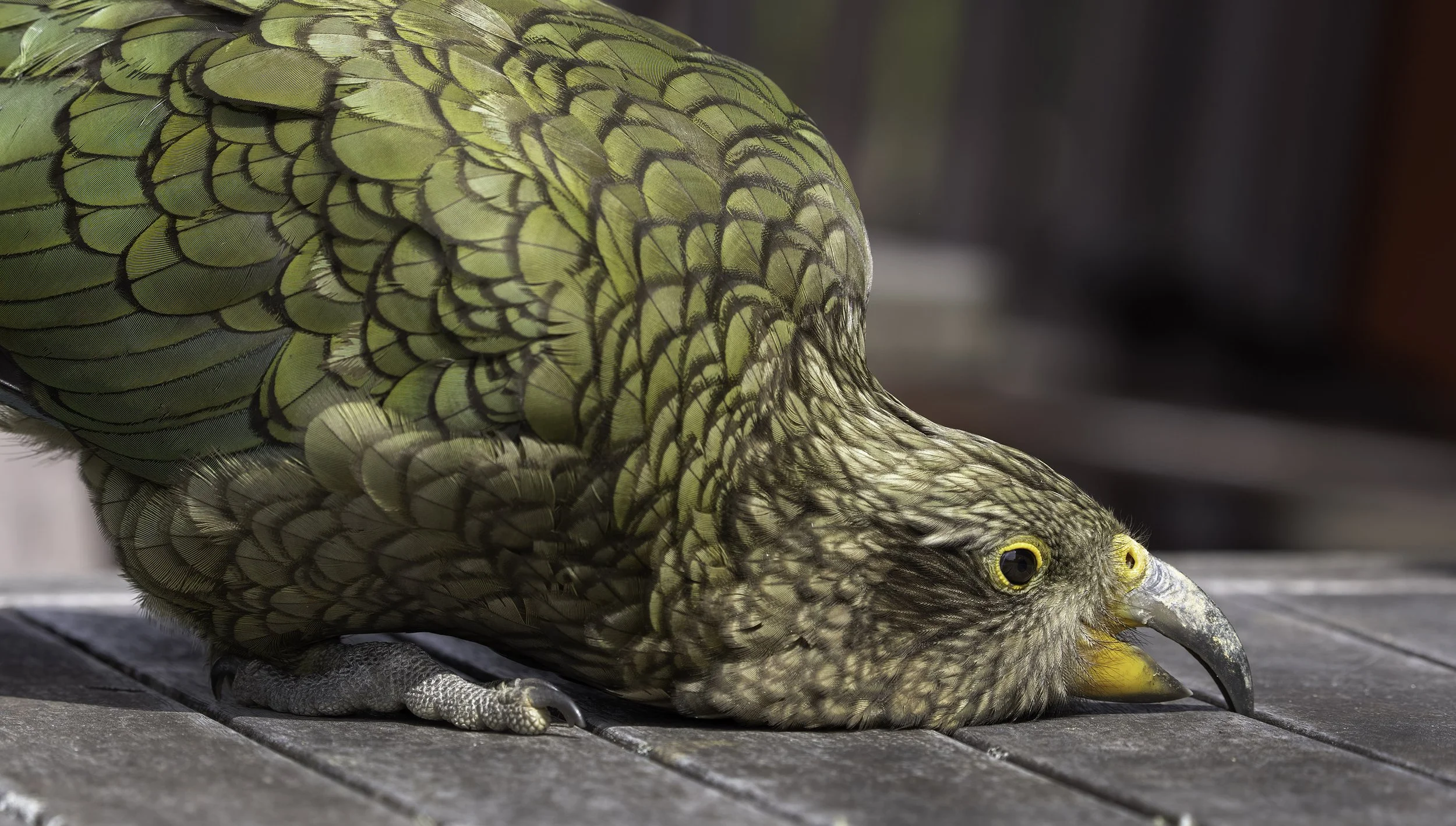 Kea
