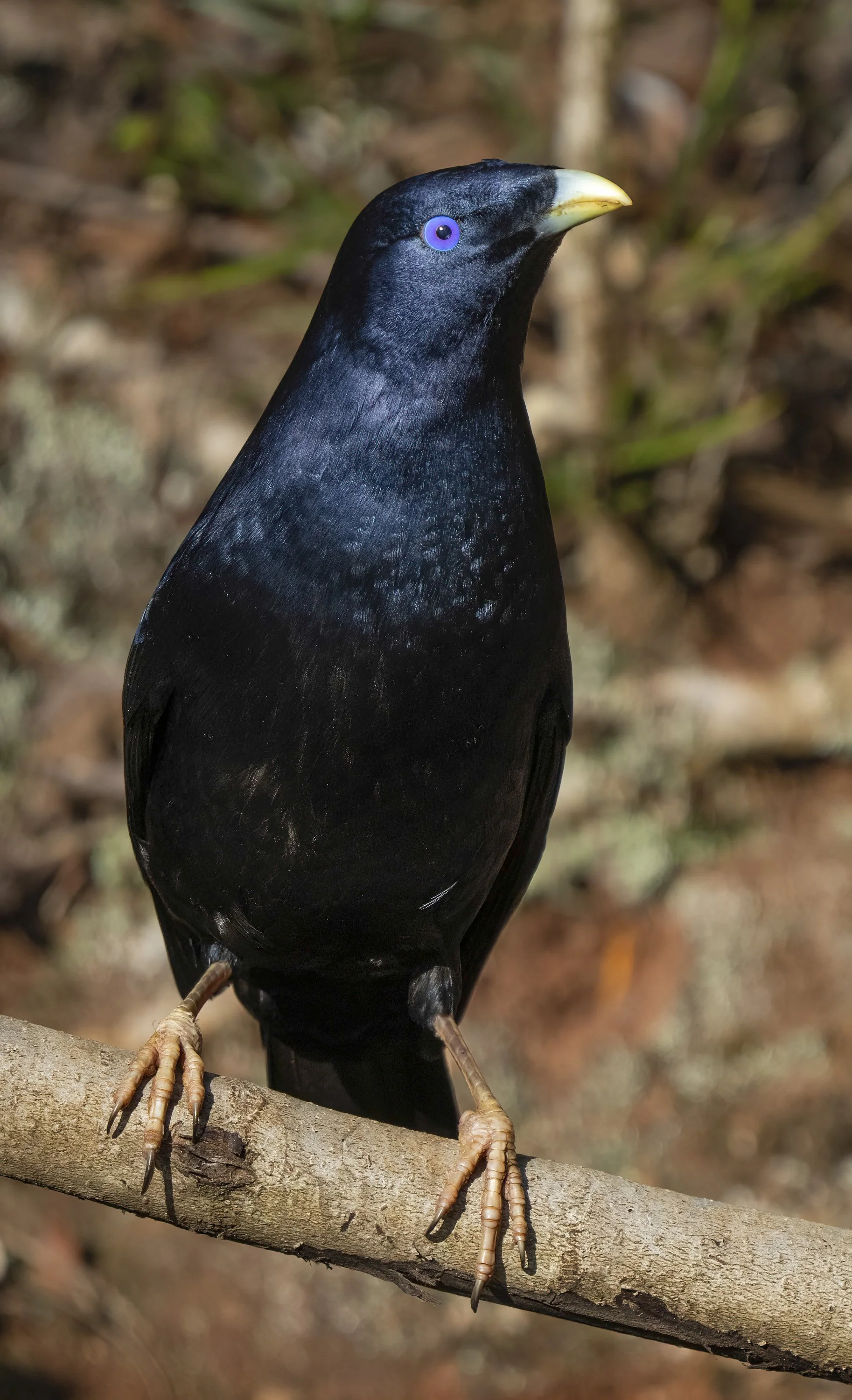 Satin Bowerbird