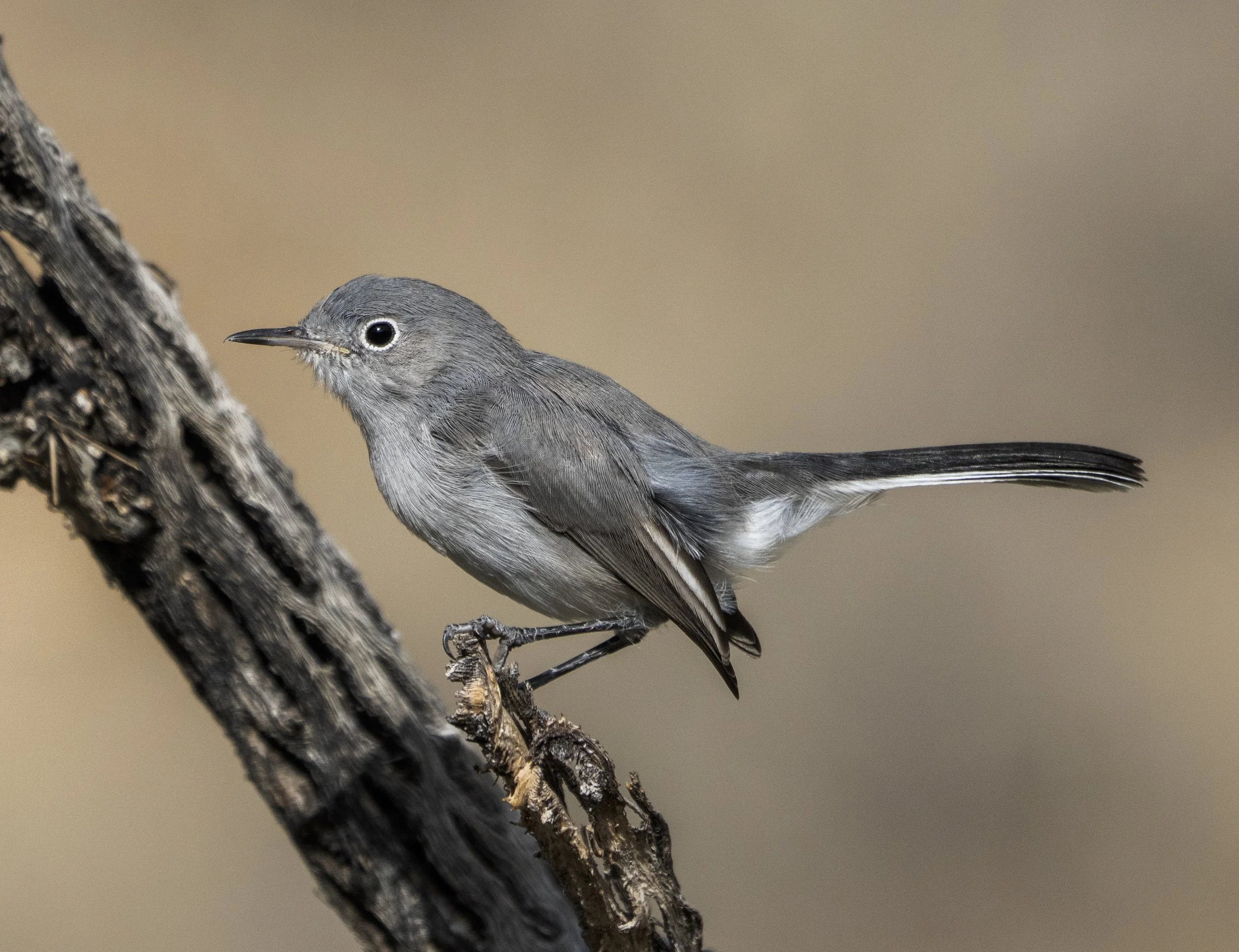 Blue Grey Gnatcatcher