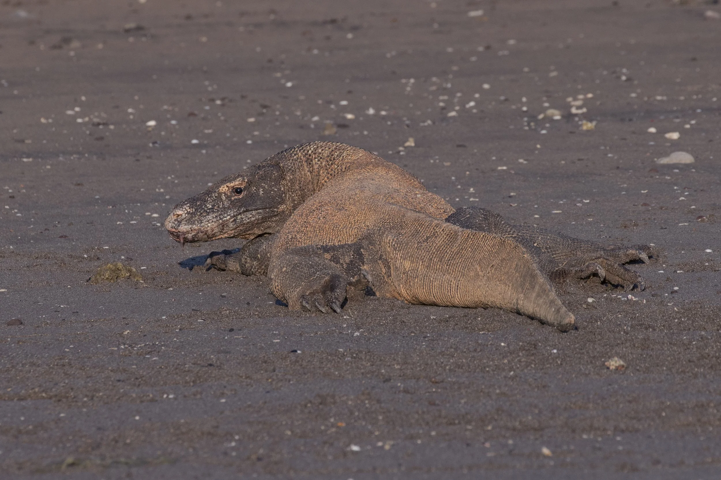 Komodo_DSC01696.jpg