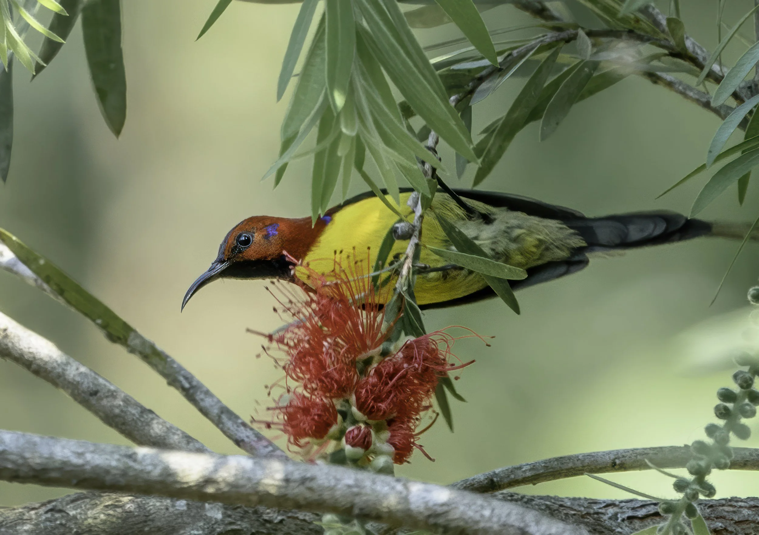 Mrs Gould's Sunbird