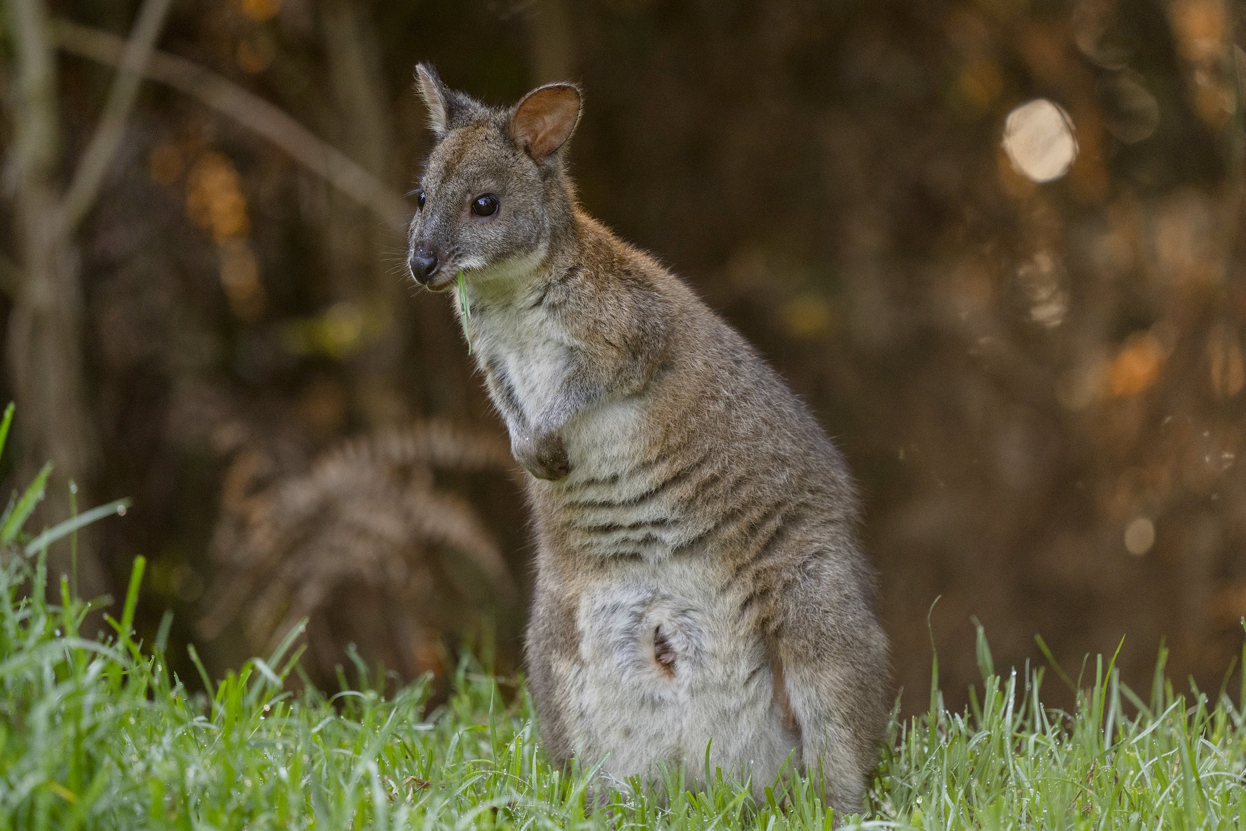 Red Necked Pademelon