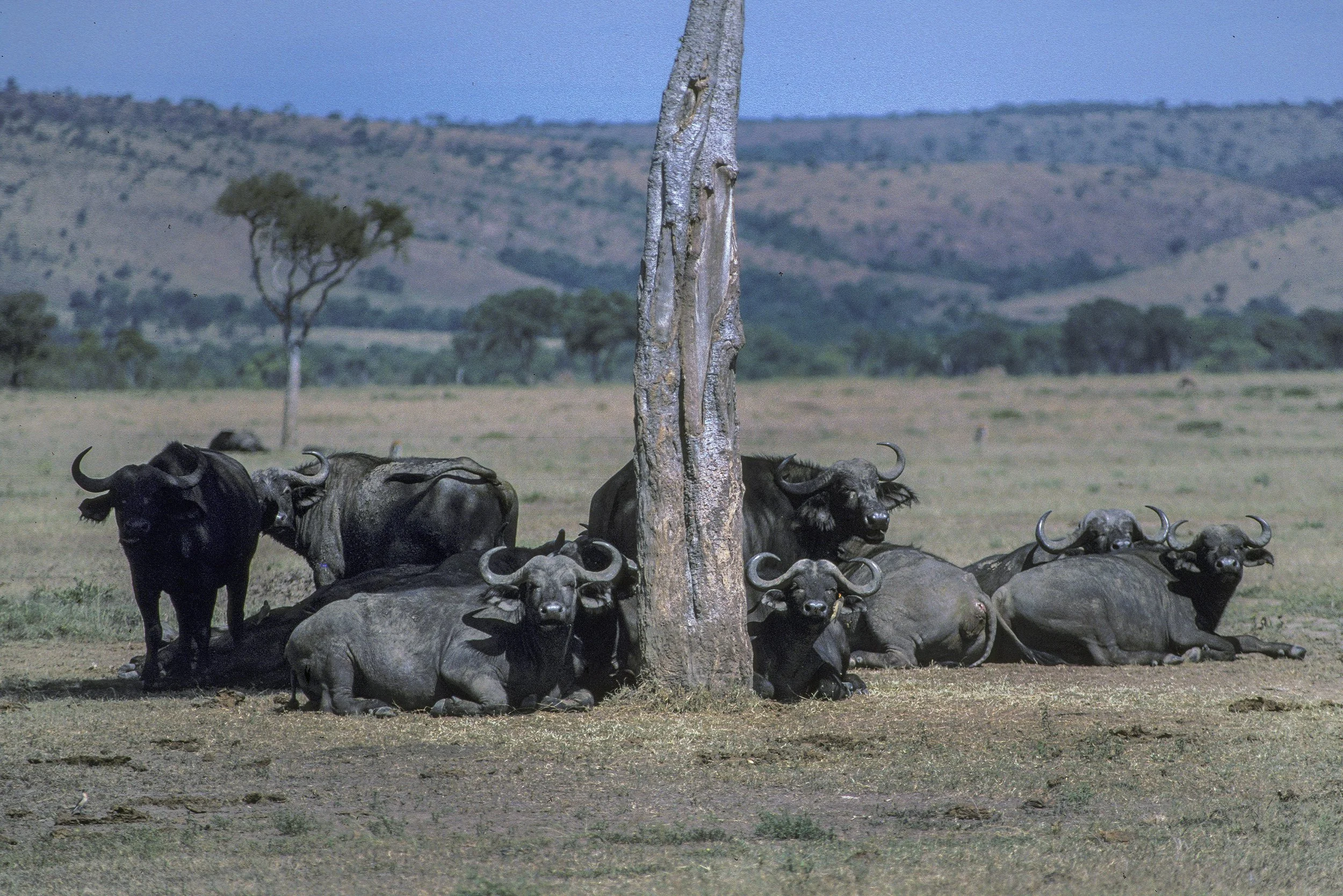Cape Buffalo