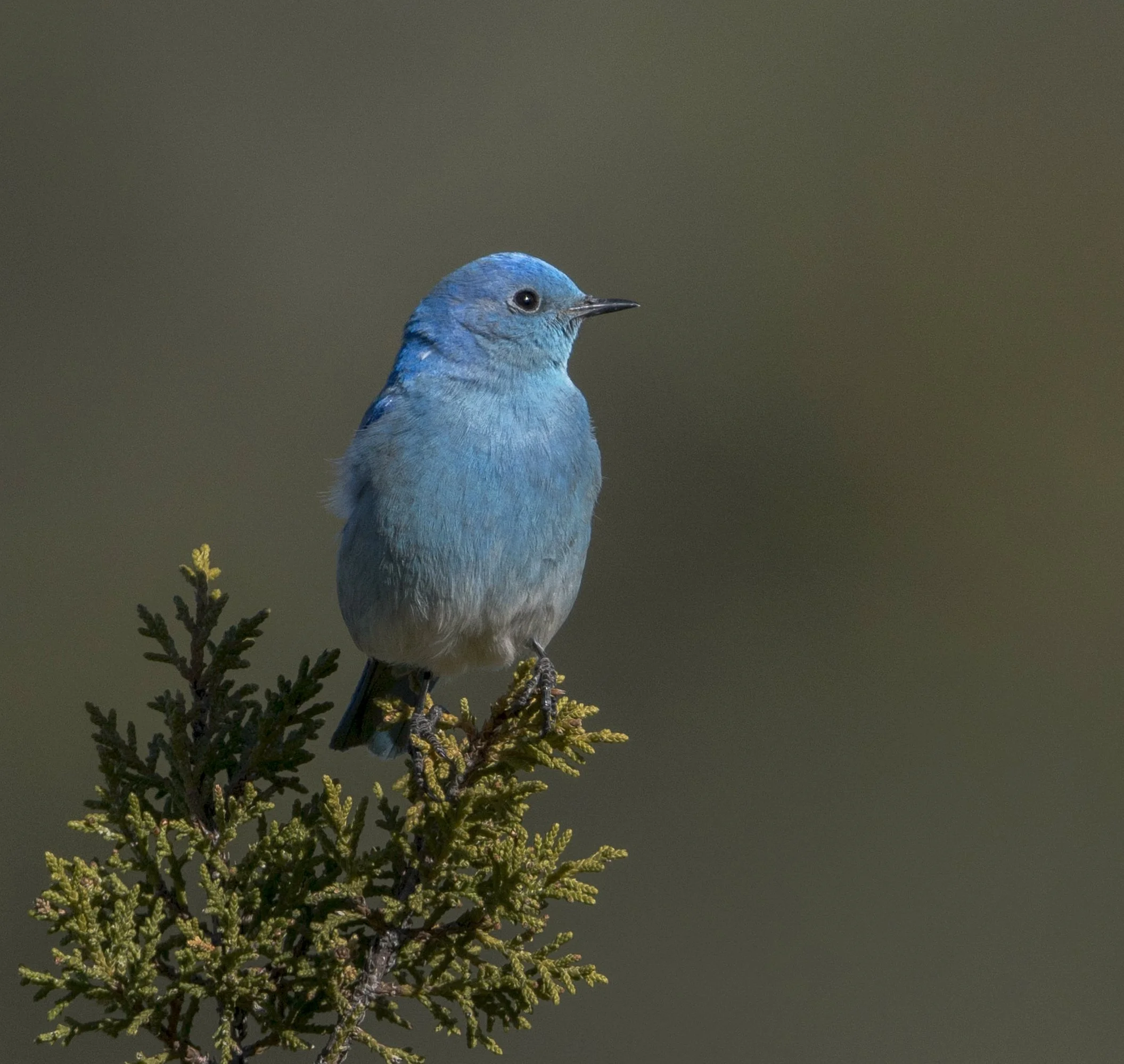 Mountain Bluebird