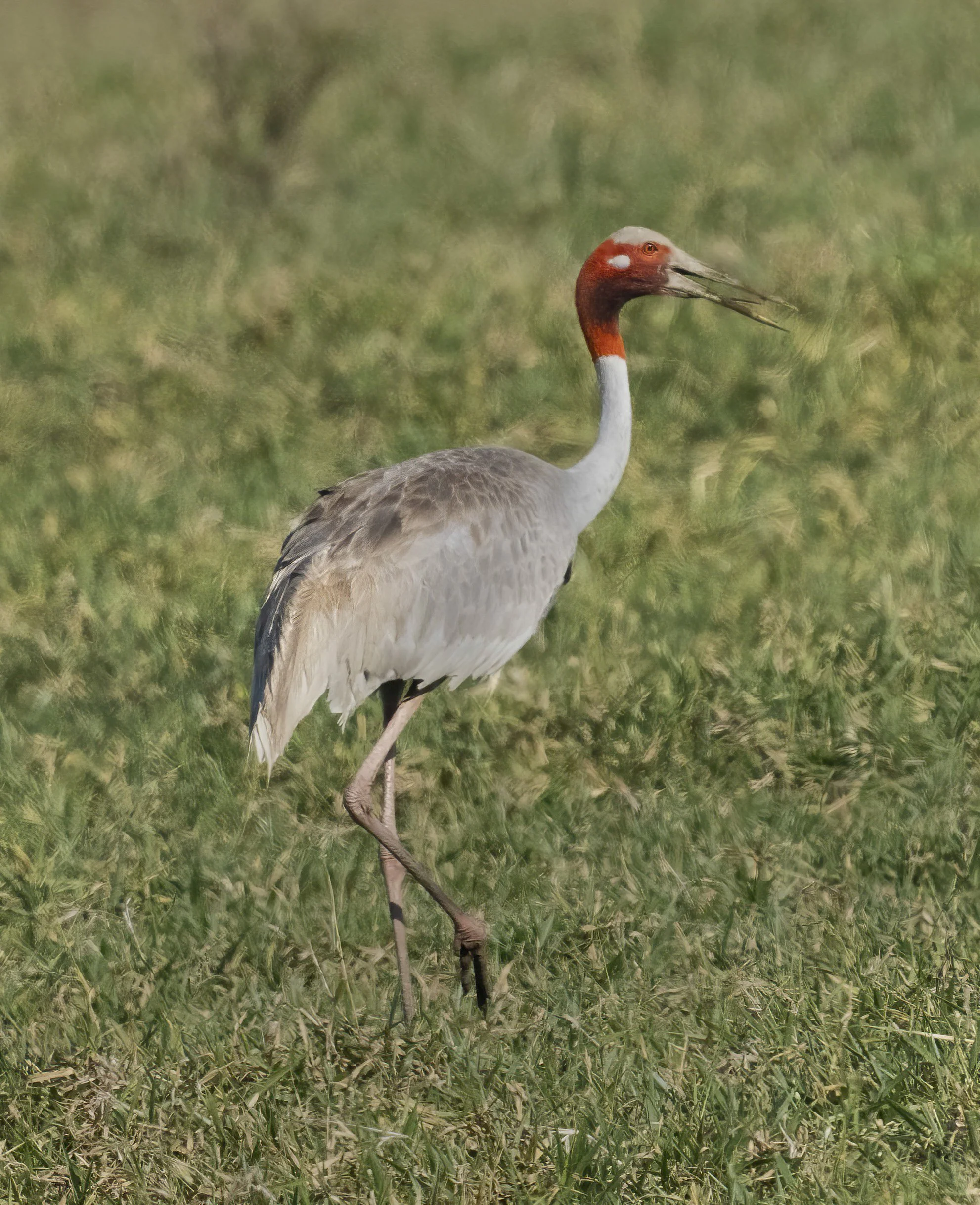 Sarus Crane