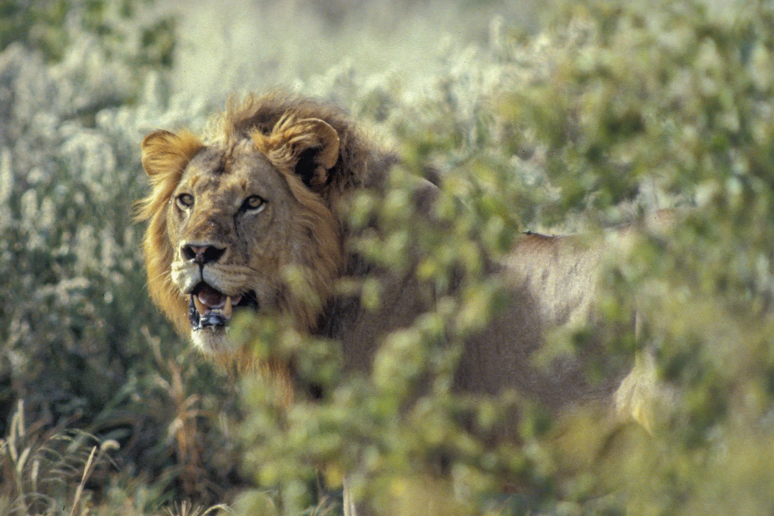 Lion