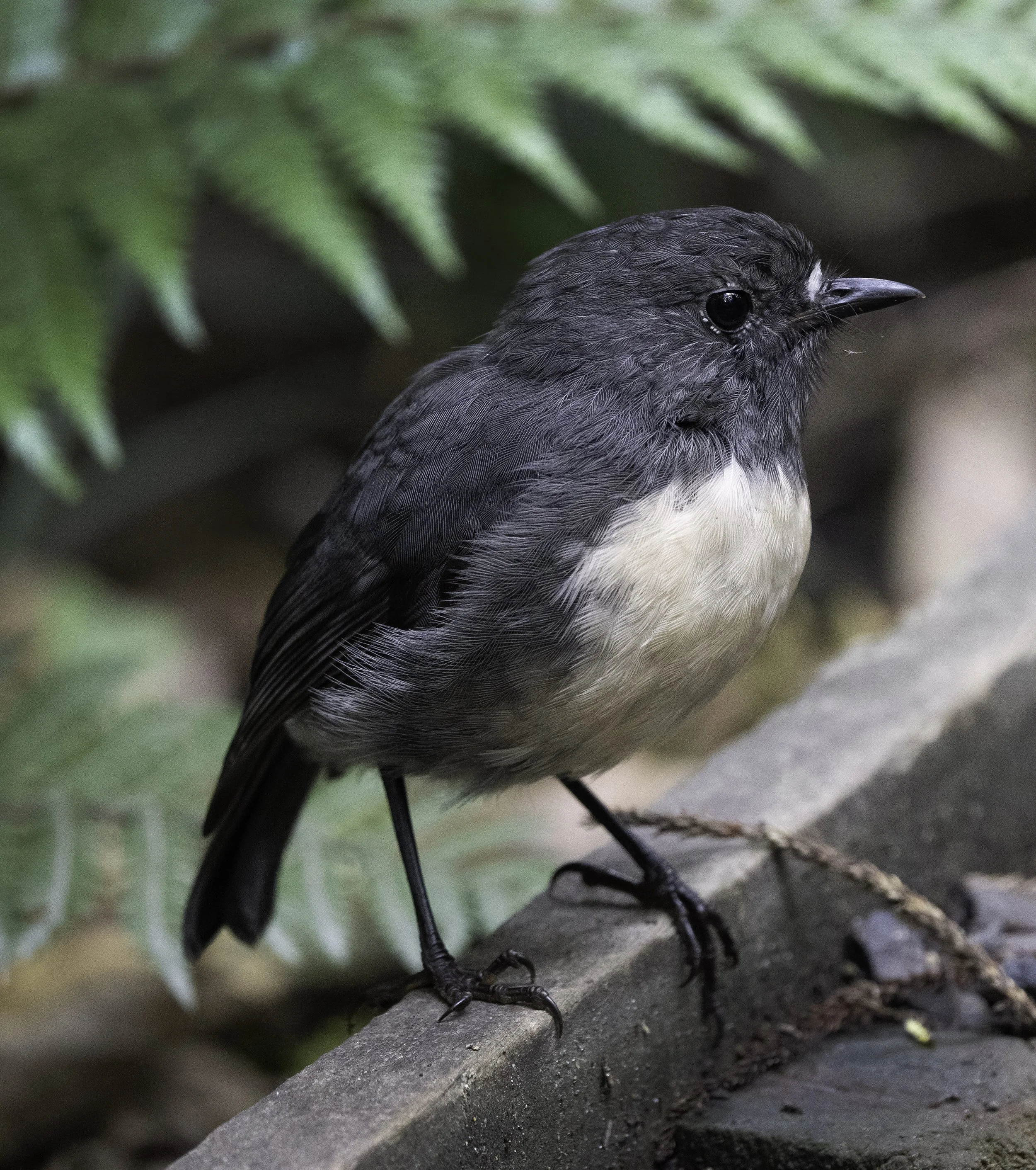 South Island Robin