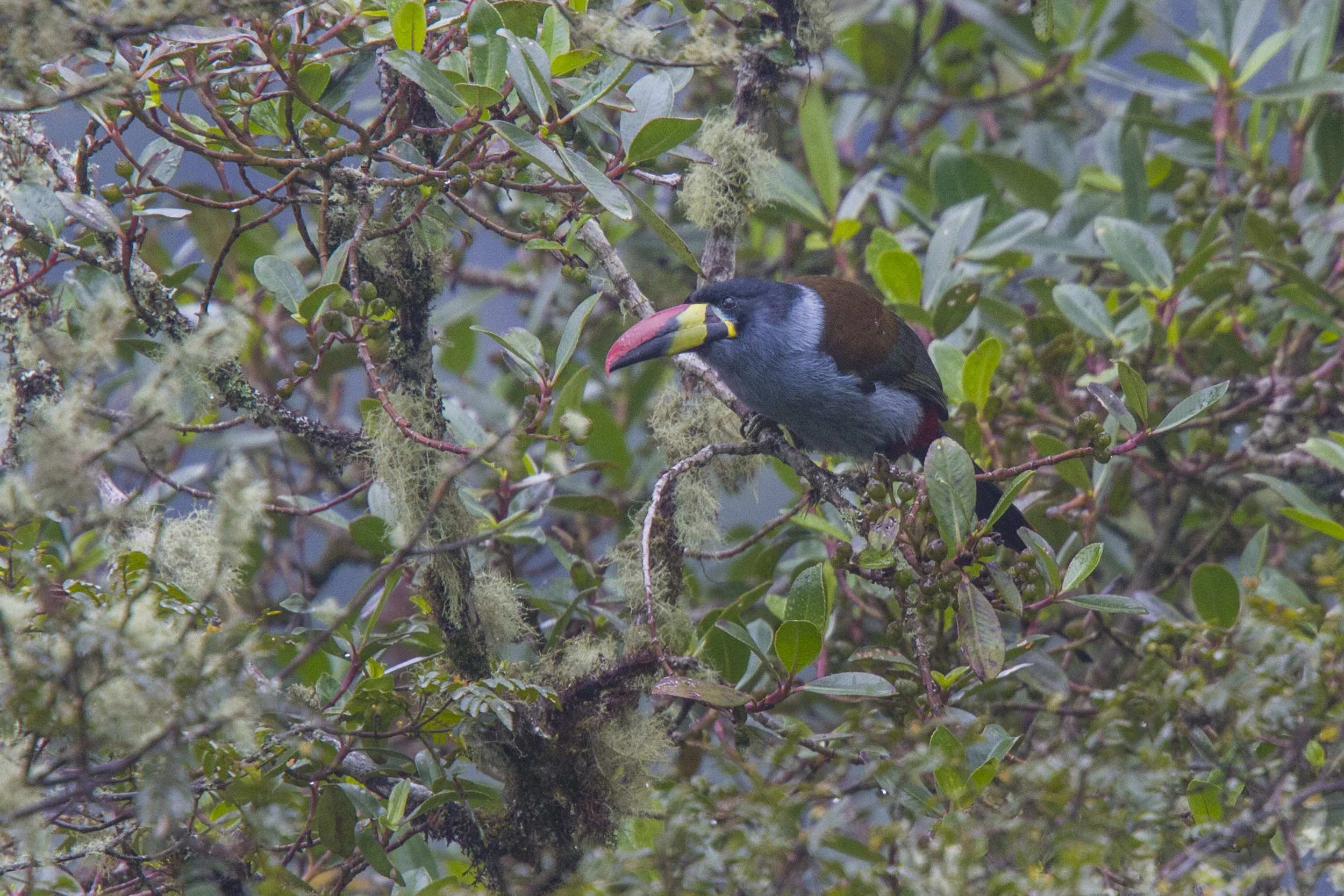 Grey Breasted Mountain Toucan