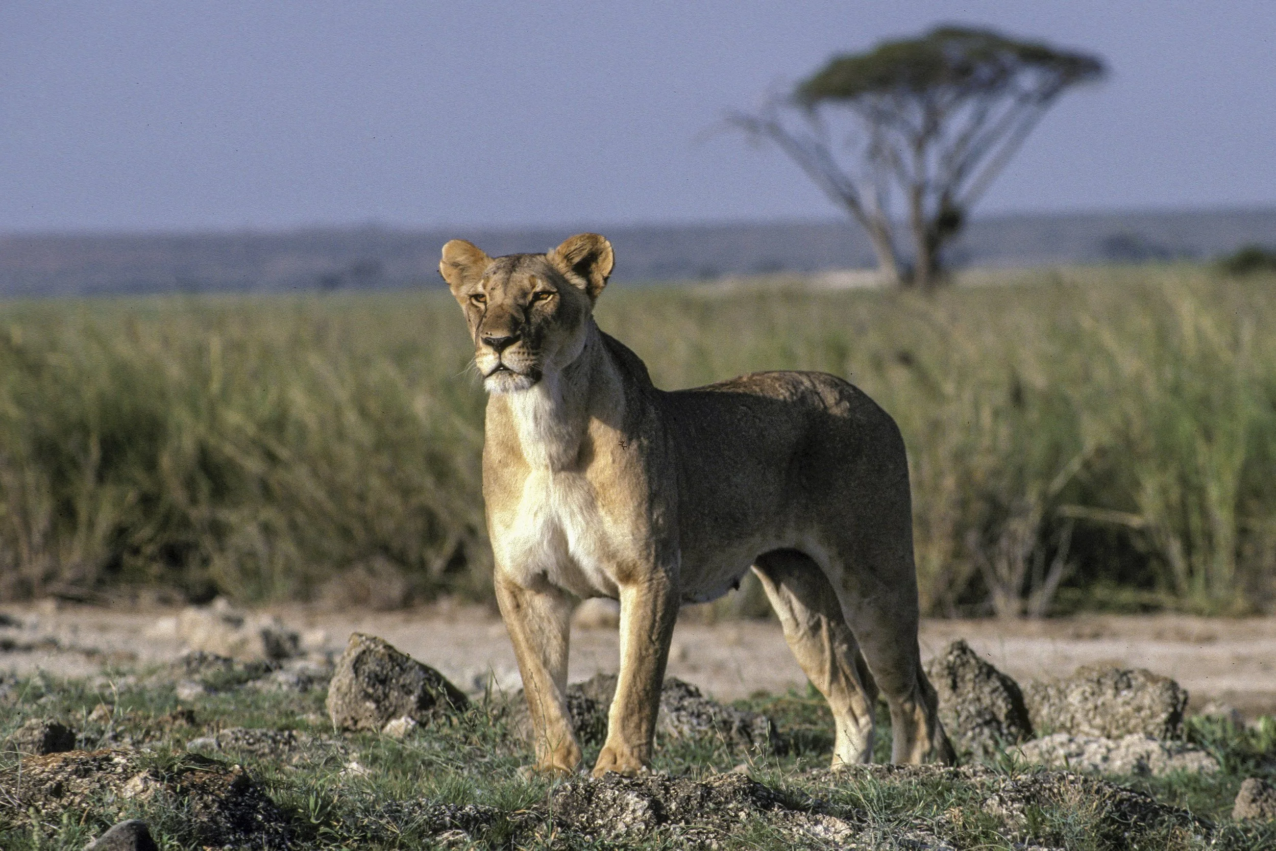 Lion, Kenya
