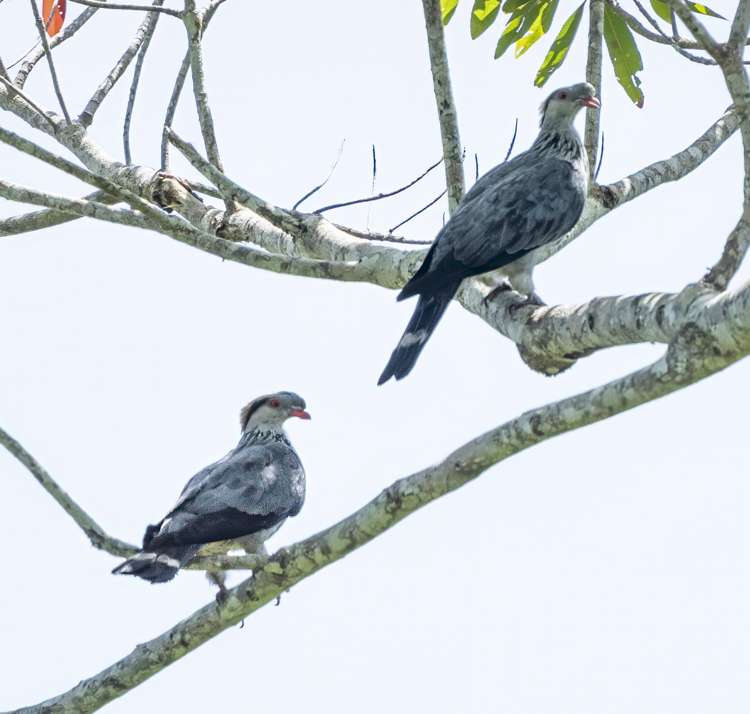 Topknot Pigeon