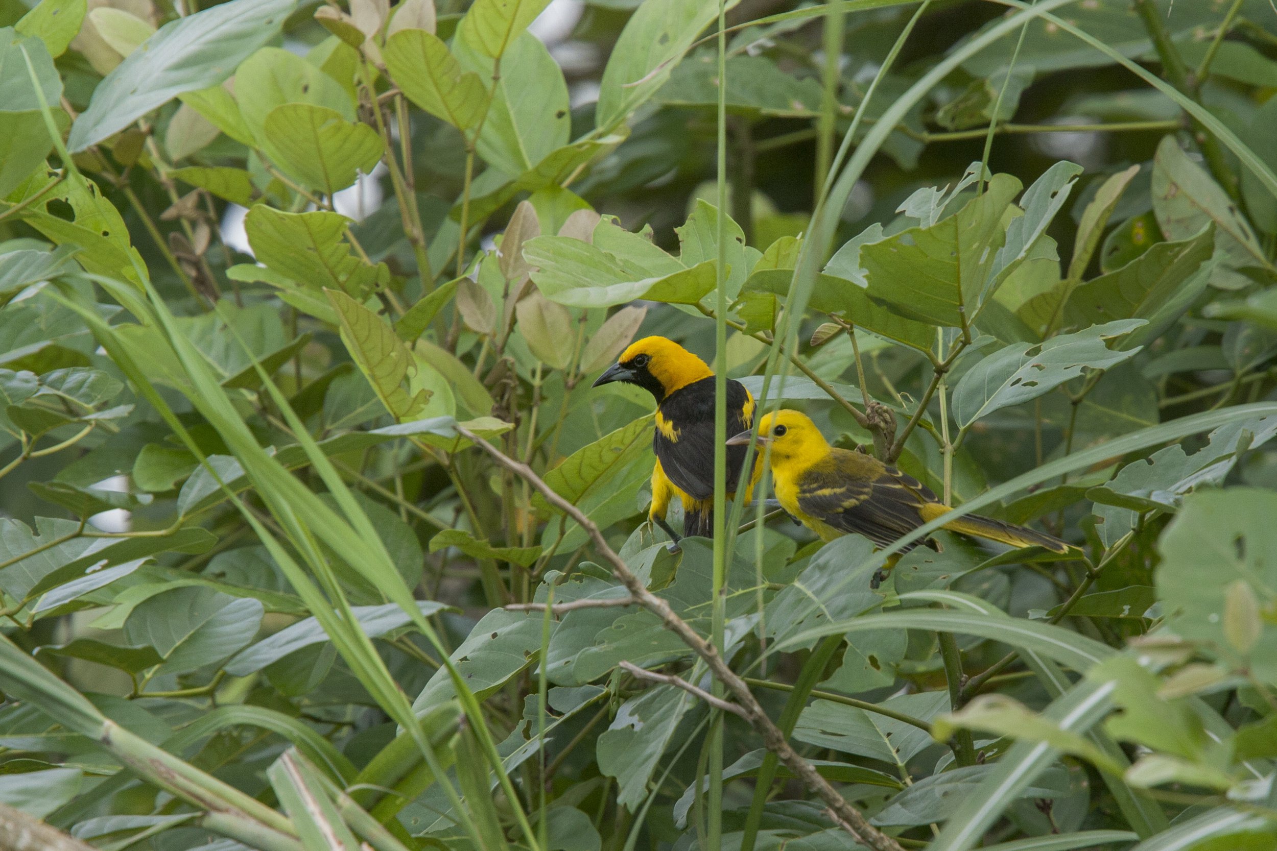 Yellow Tailed Oriole