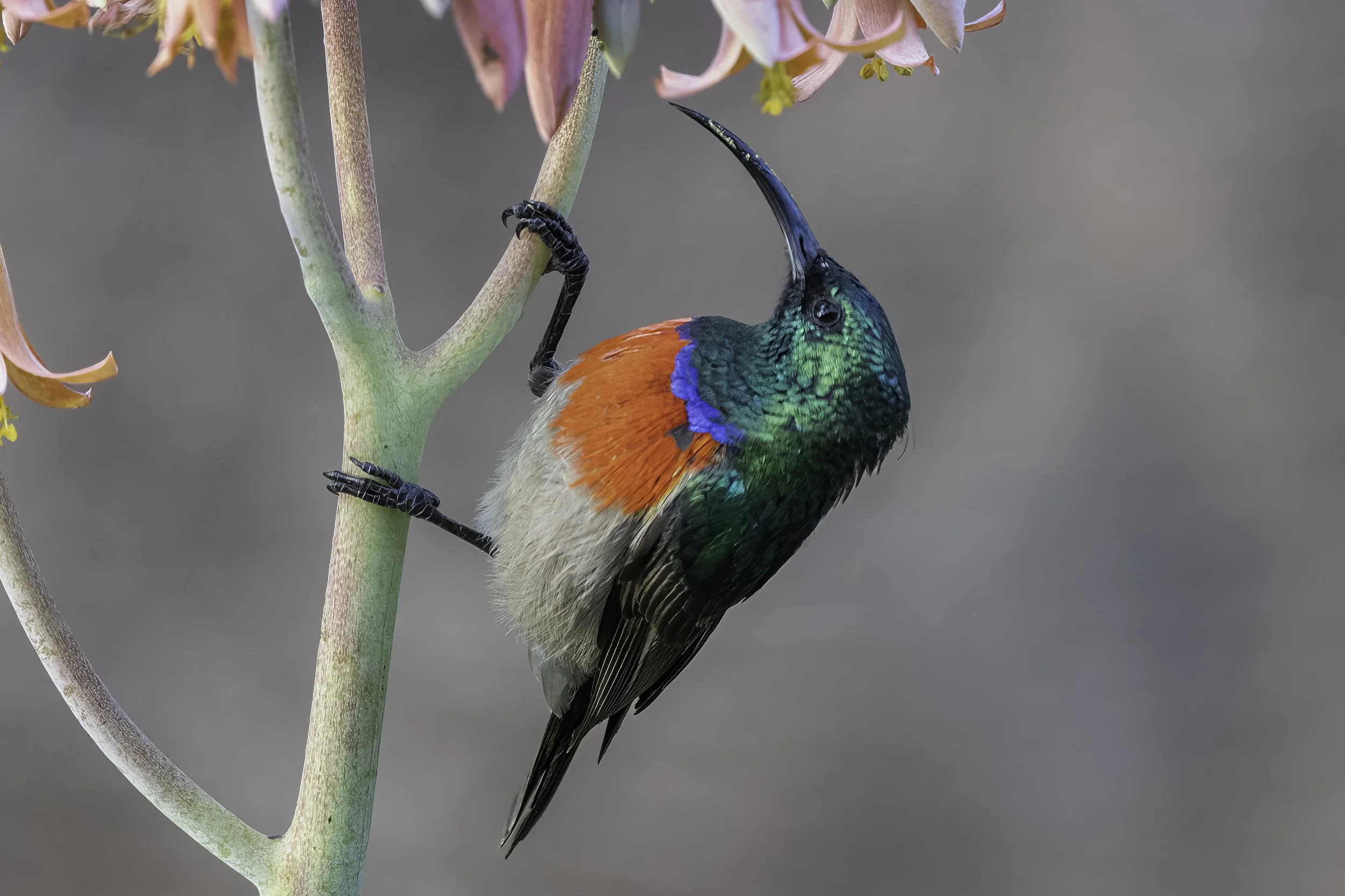 Double Collared Sunbird