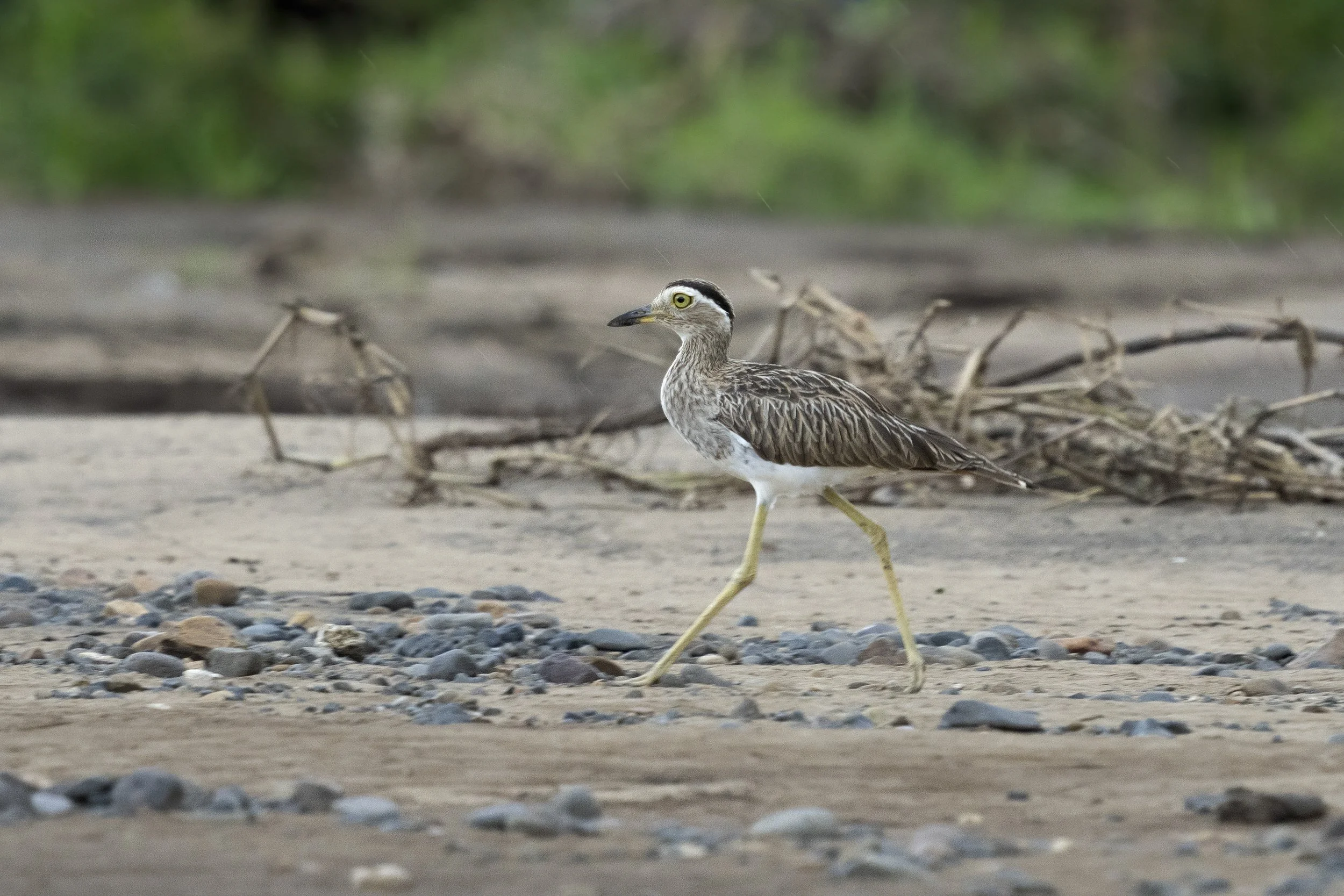 Double Striped Thick Knee