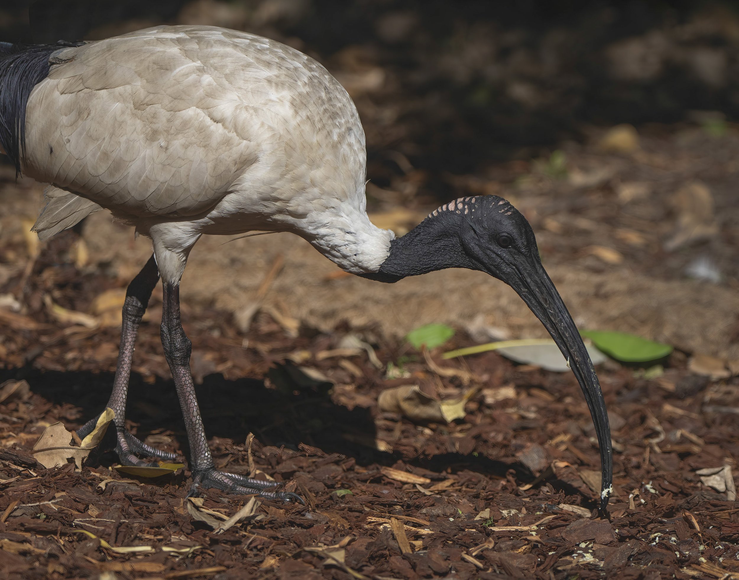 Australian White Ibis