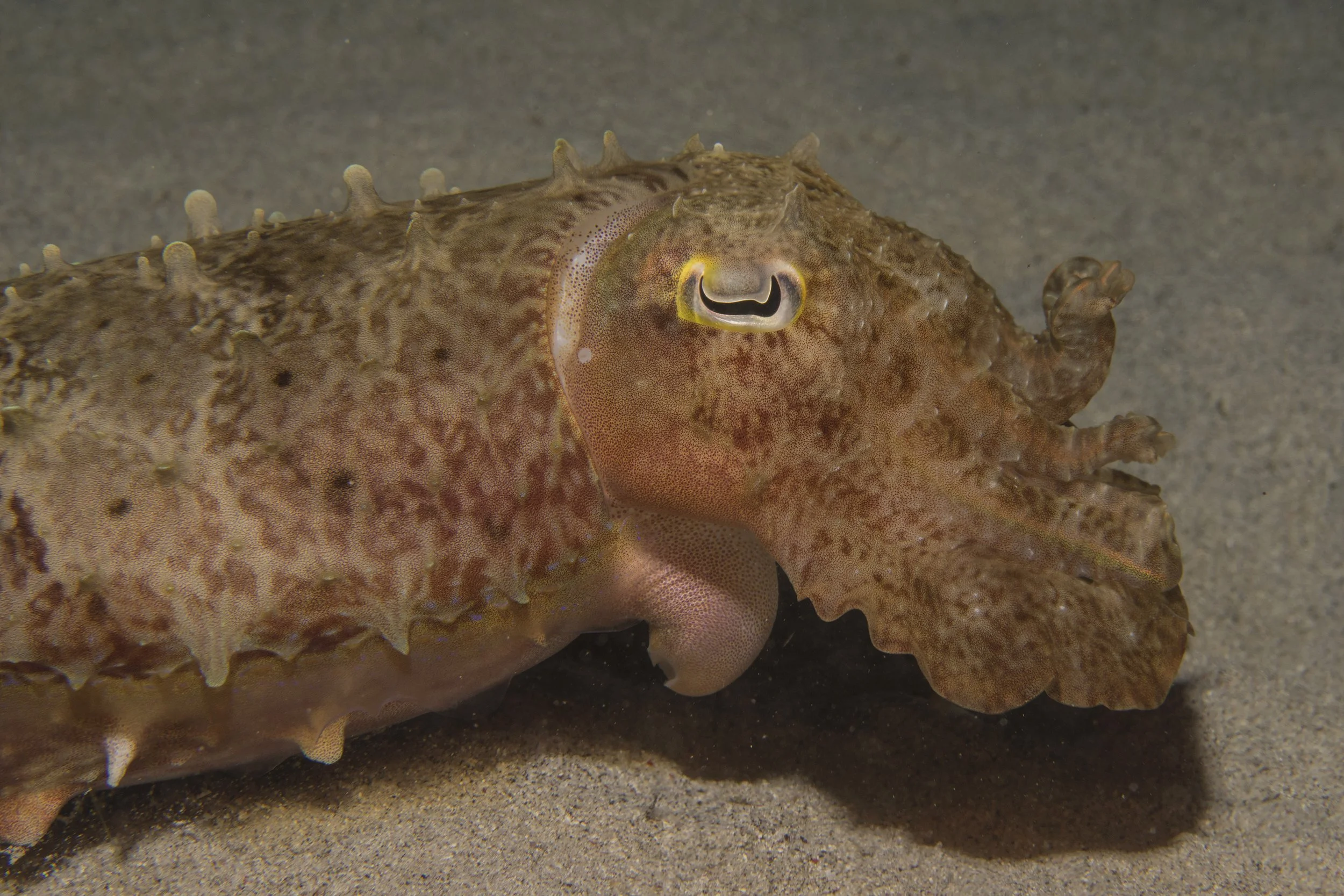 Komodo_DSC07620.jpg