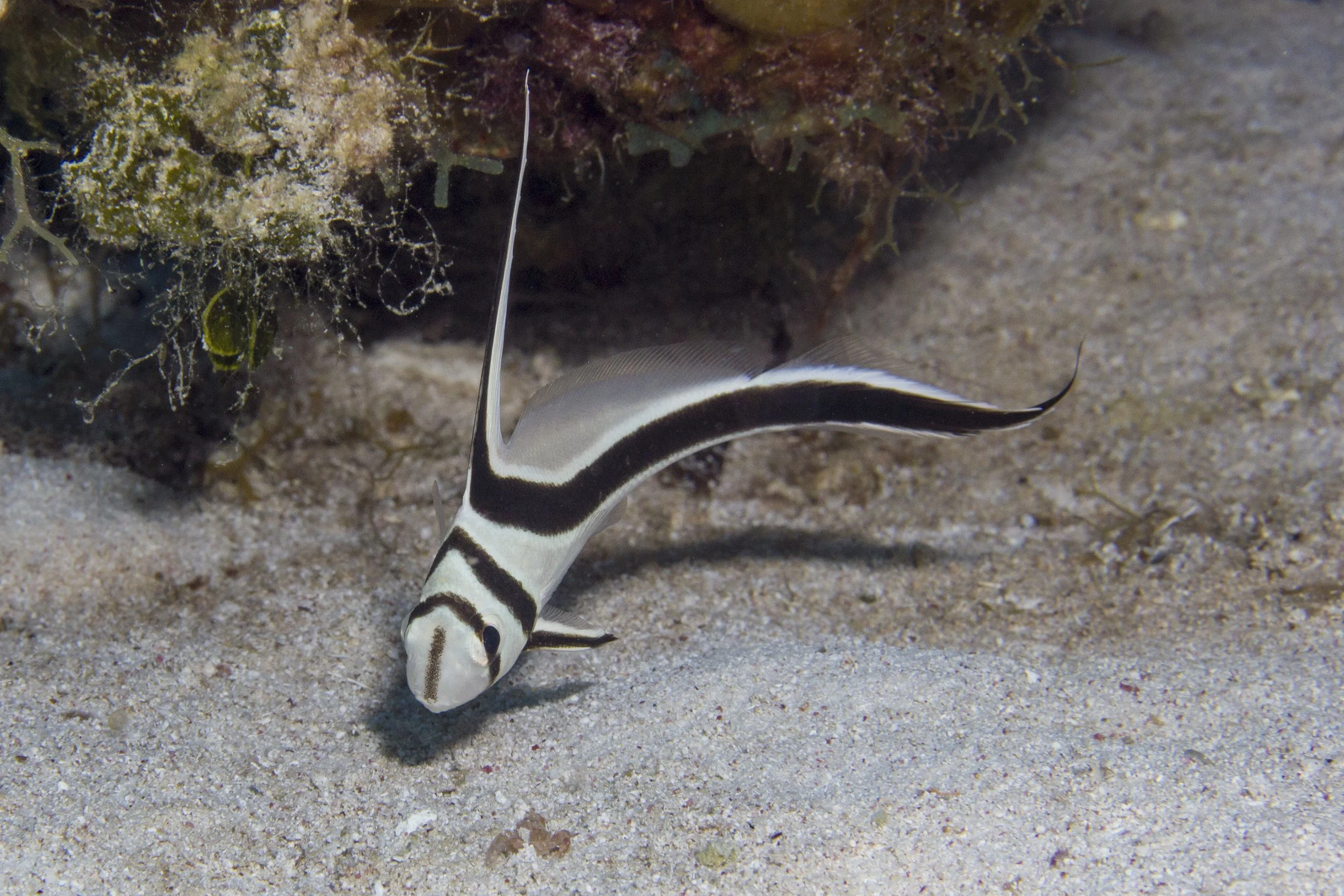 LittleCayman_IMG_8777.jpg