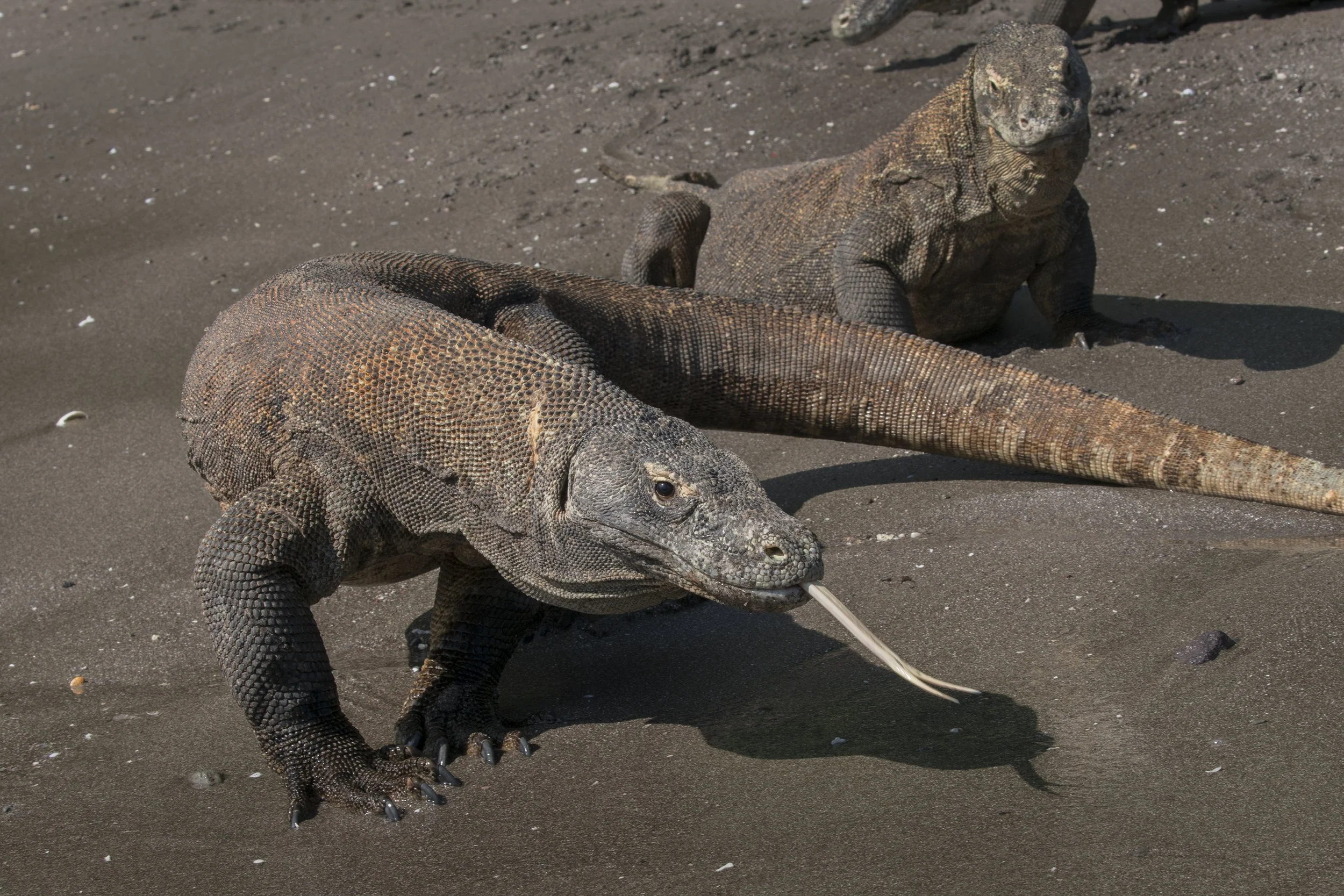 Komodo Dragon, Indonesia
