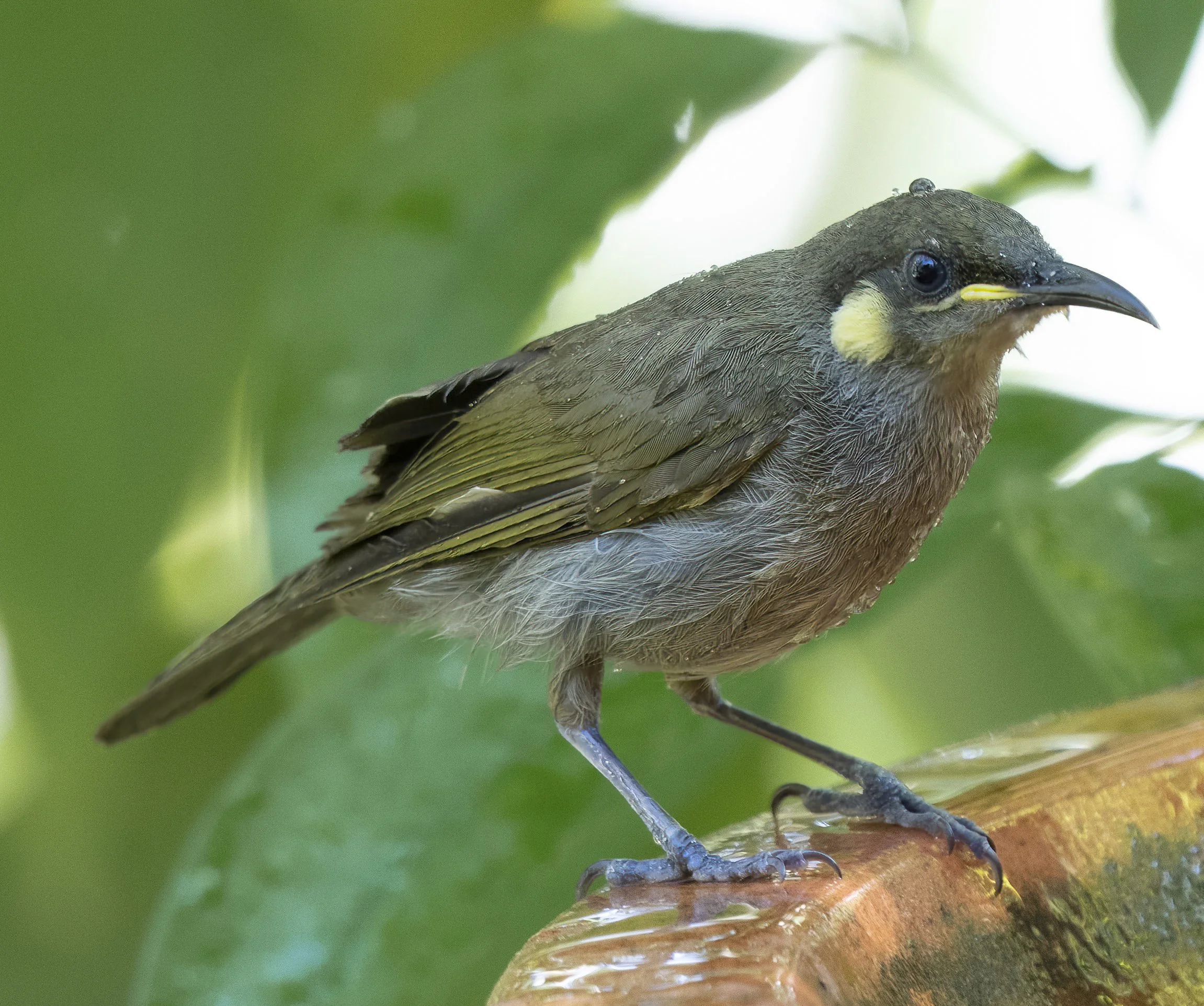 Graceful Honeyeater