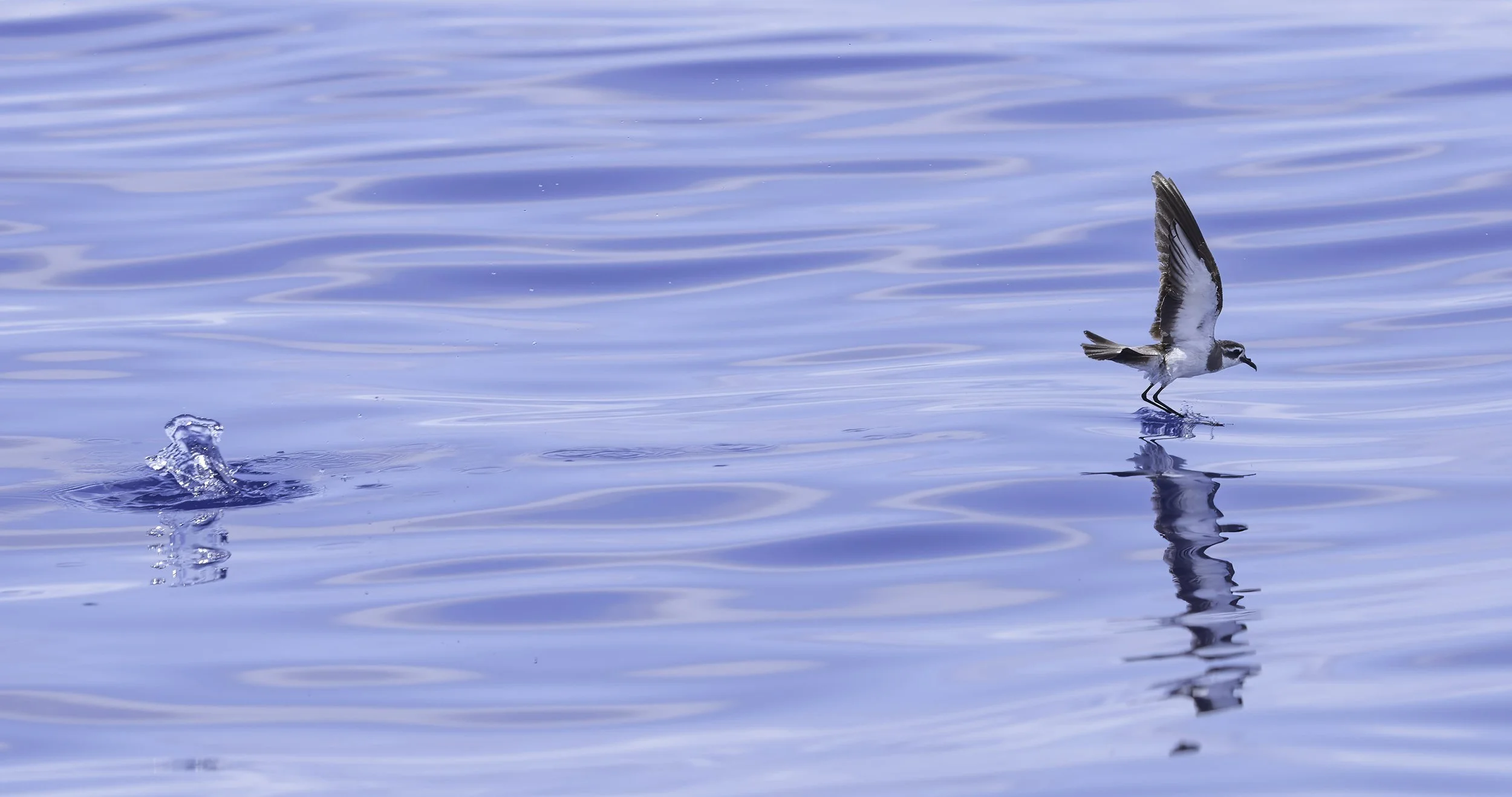 White Faced Storm Petrel