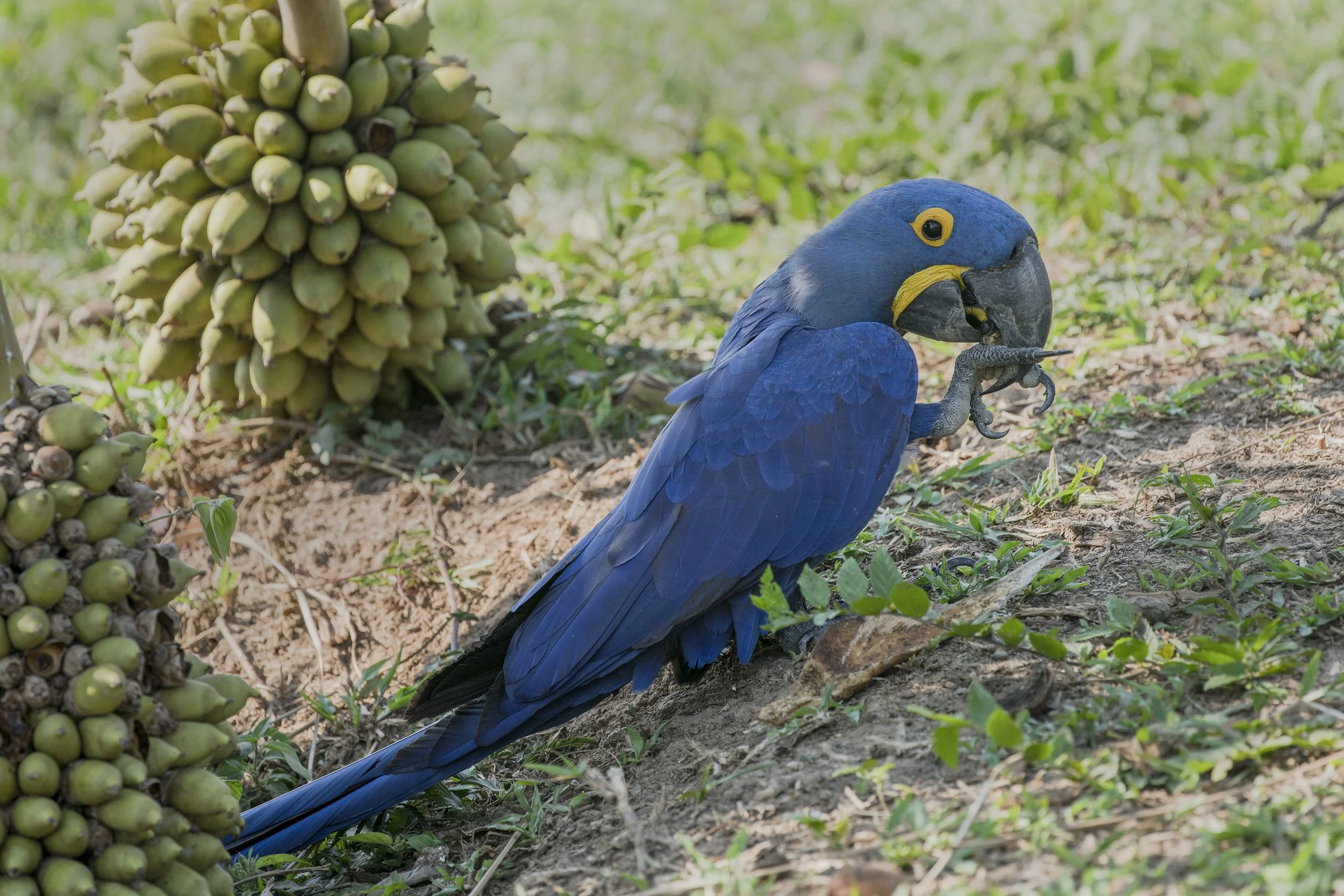 Hyacinth Macaw