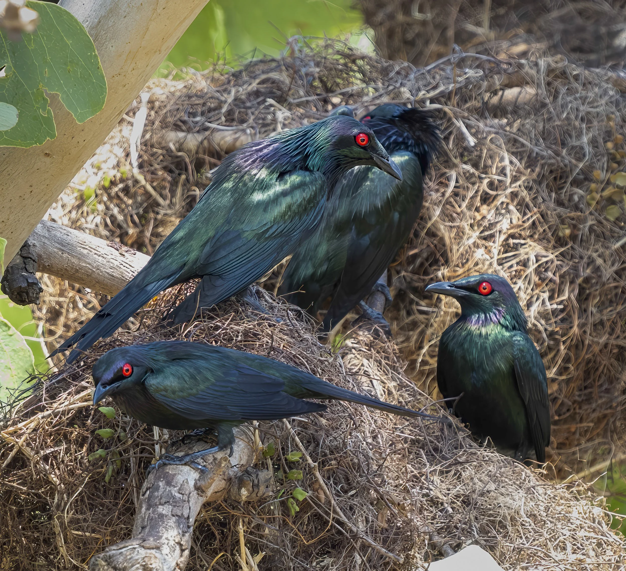 Metallic Starling