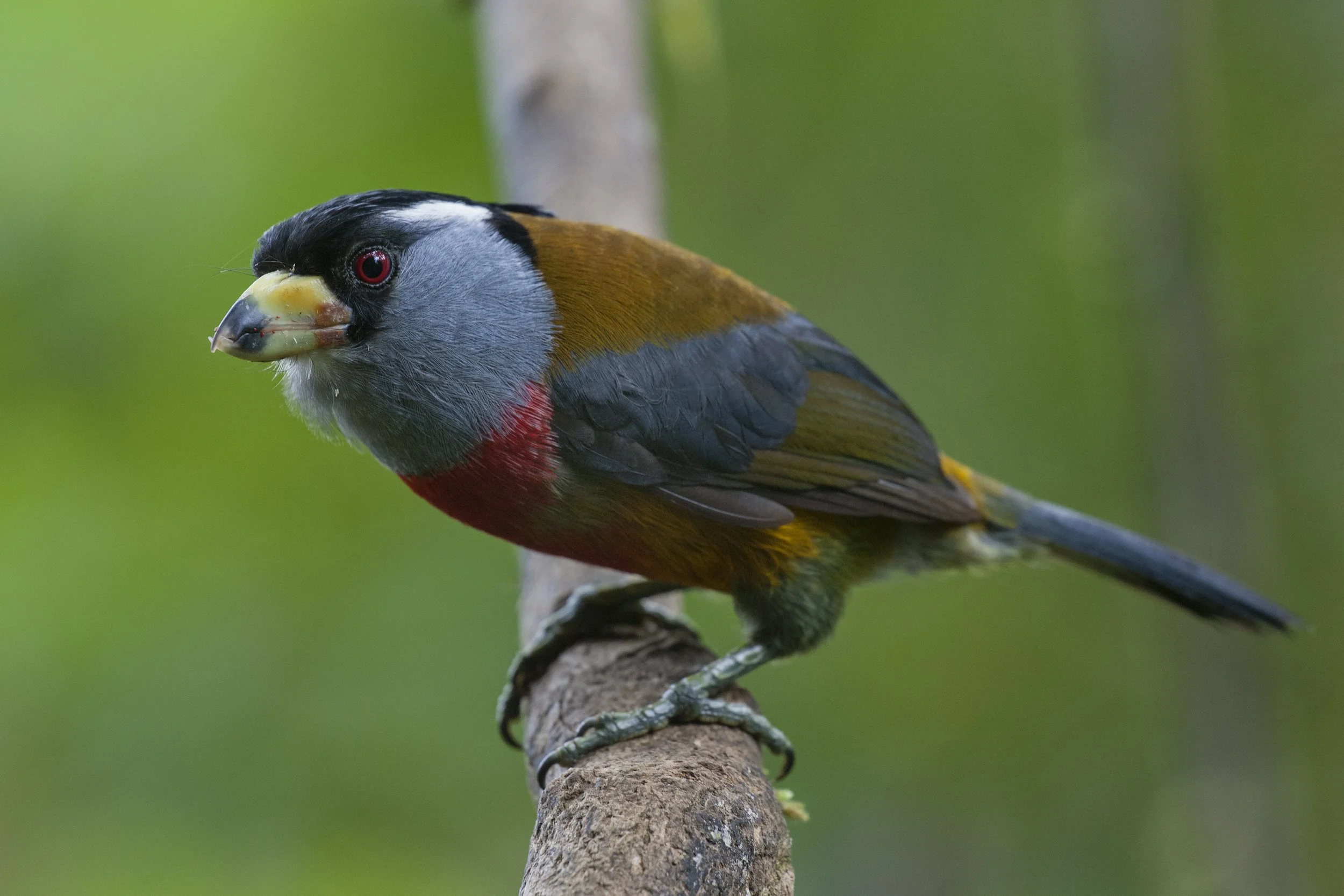 Toucan Barbet