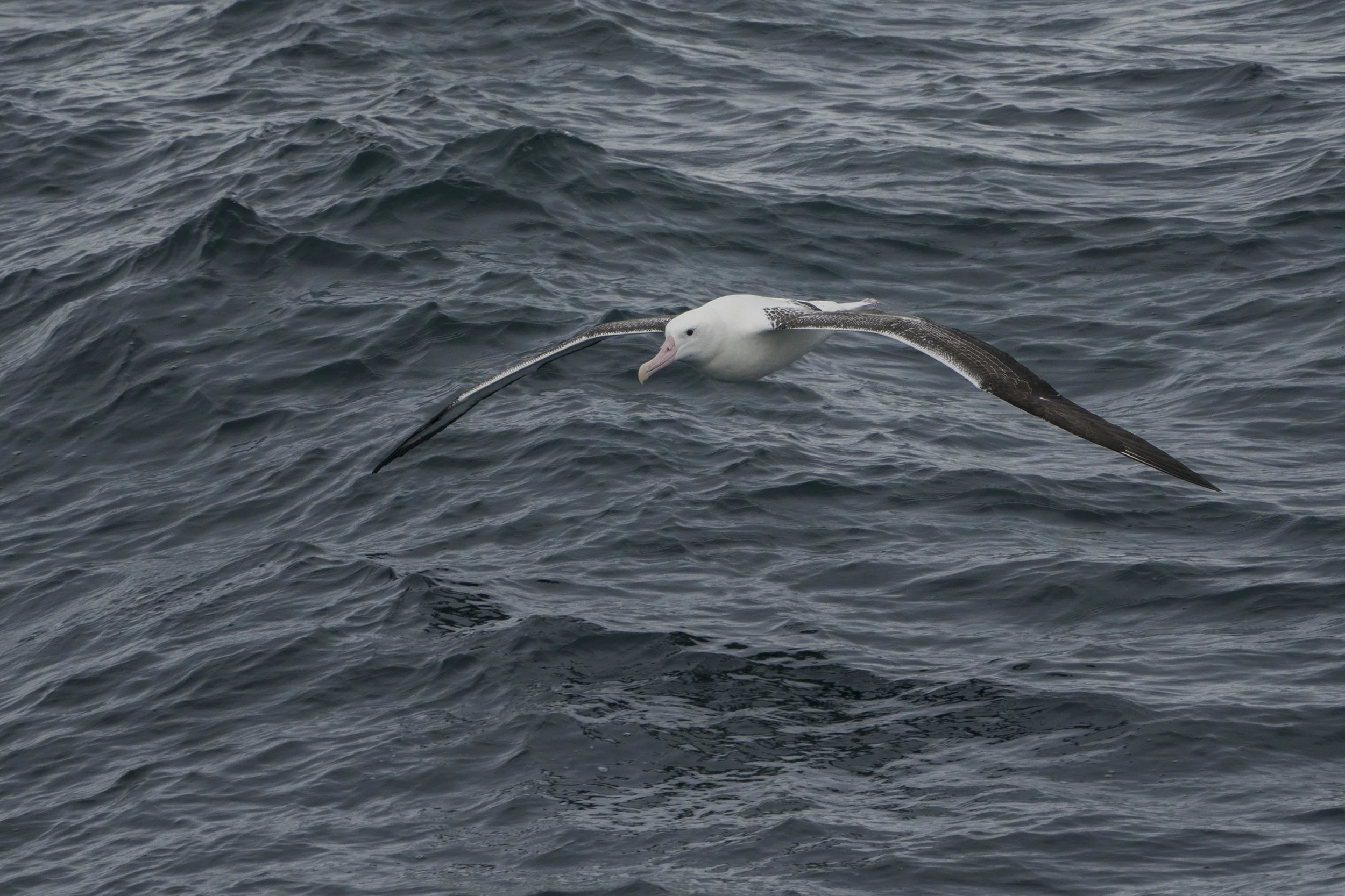 Royal Albatross