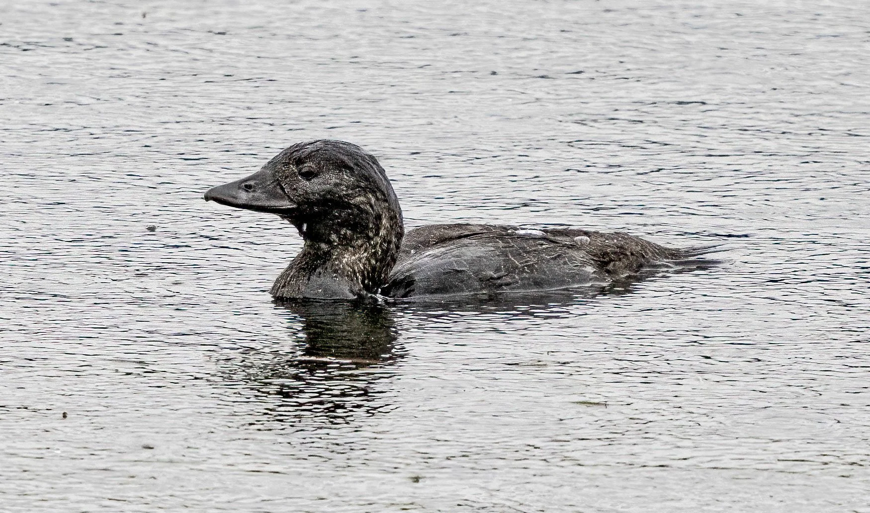 Musk Duck