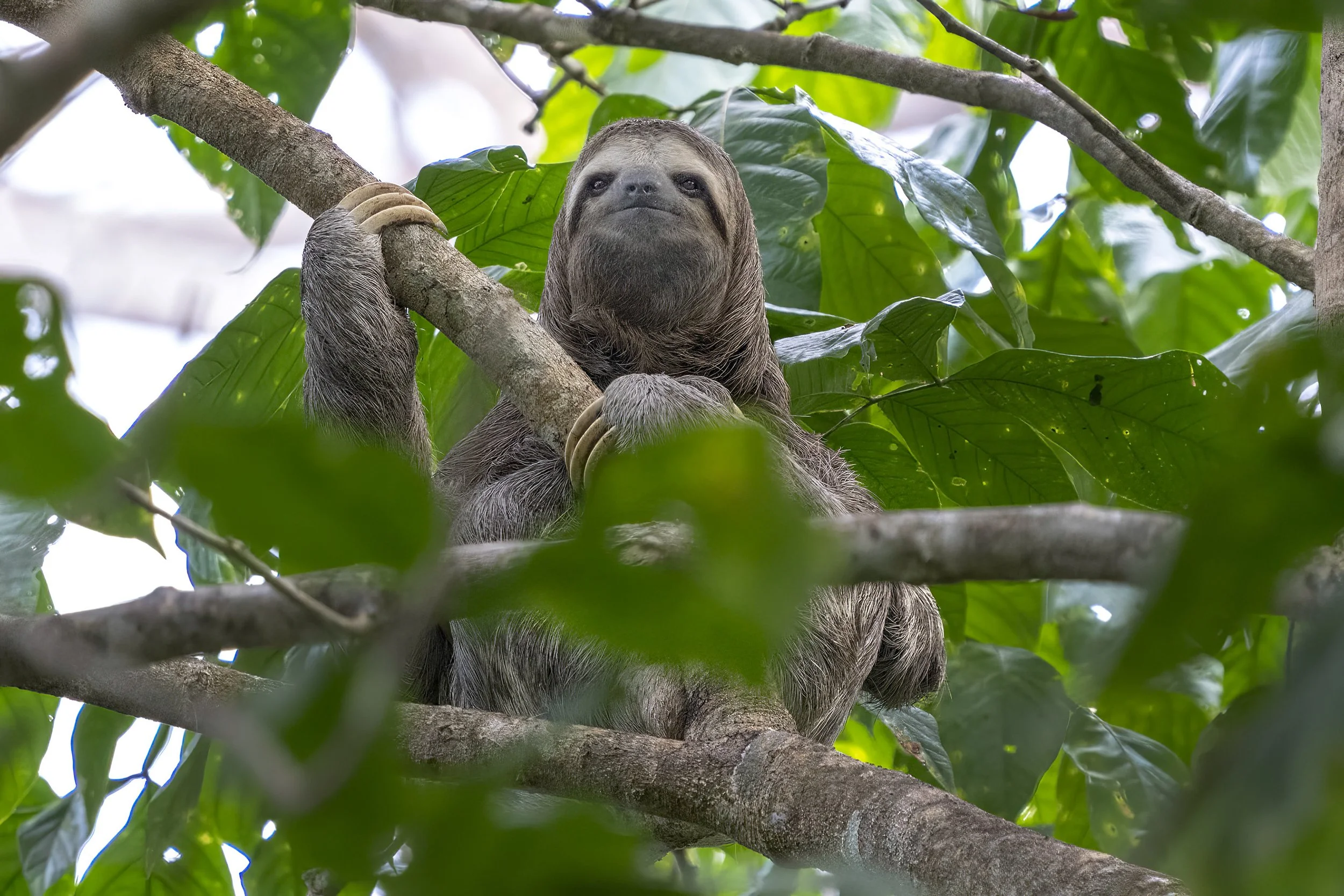 Three Toed Sloth