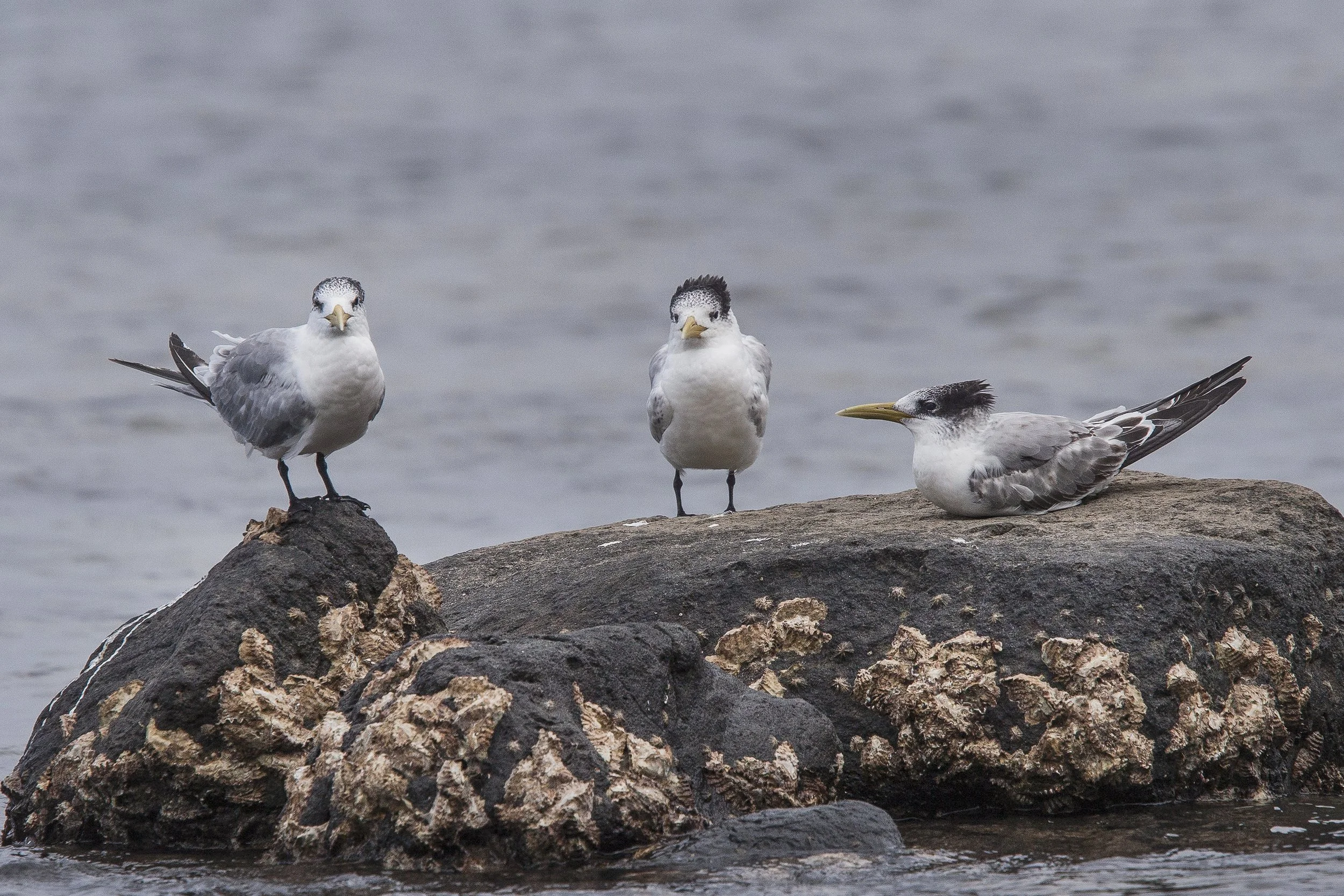Crested Tern