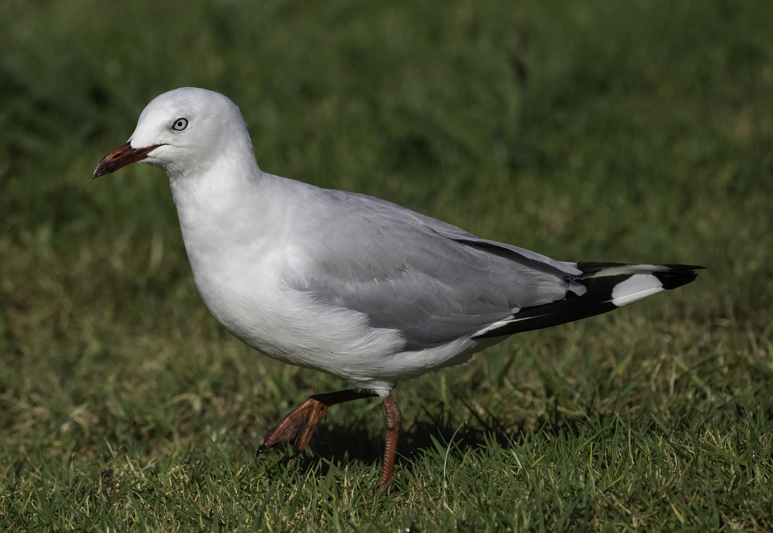 Silver Gull