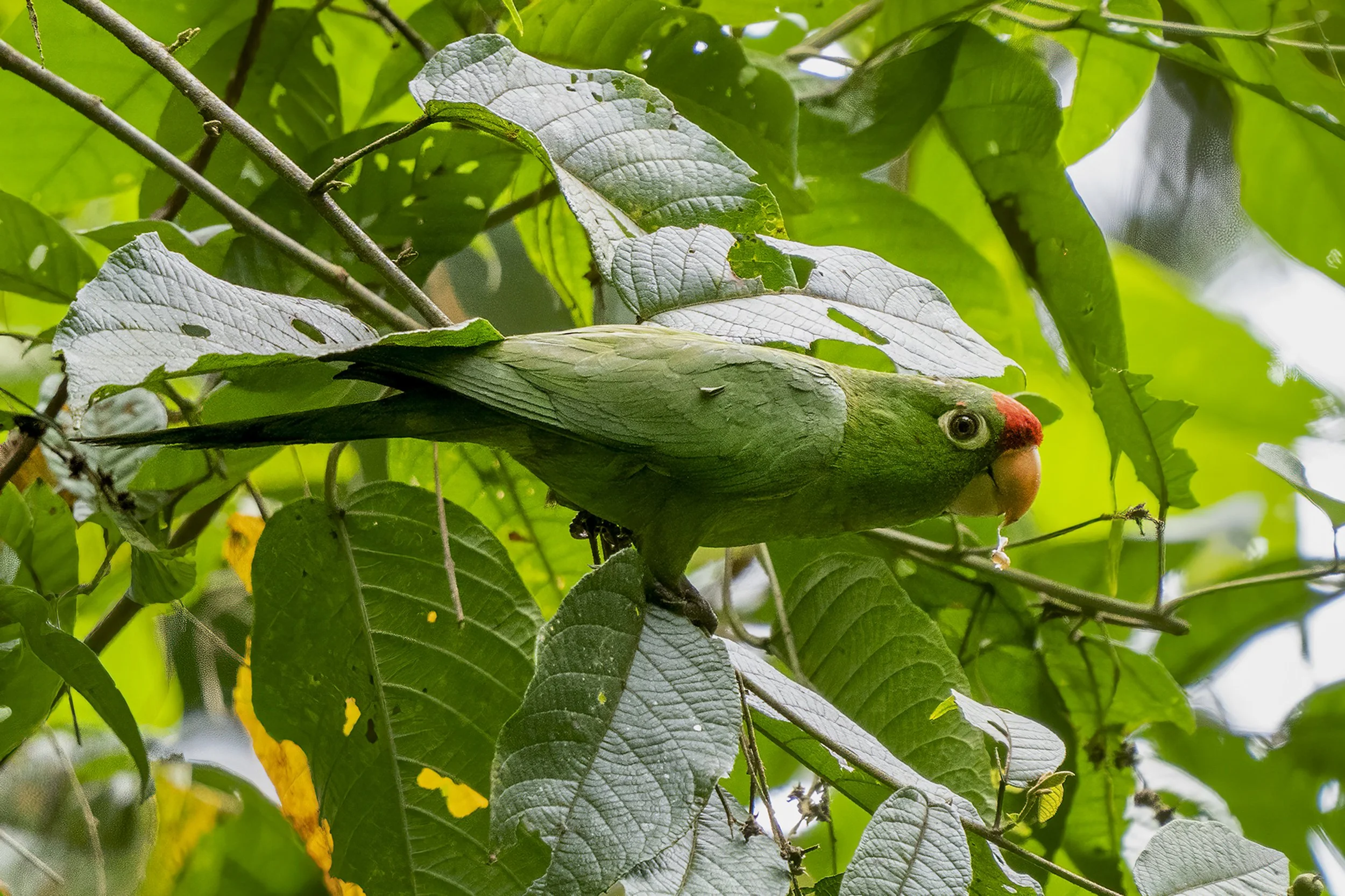 Crimson Fronted Parakeet