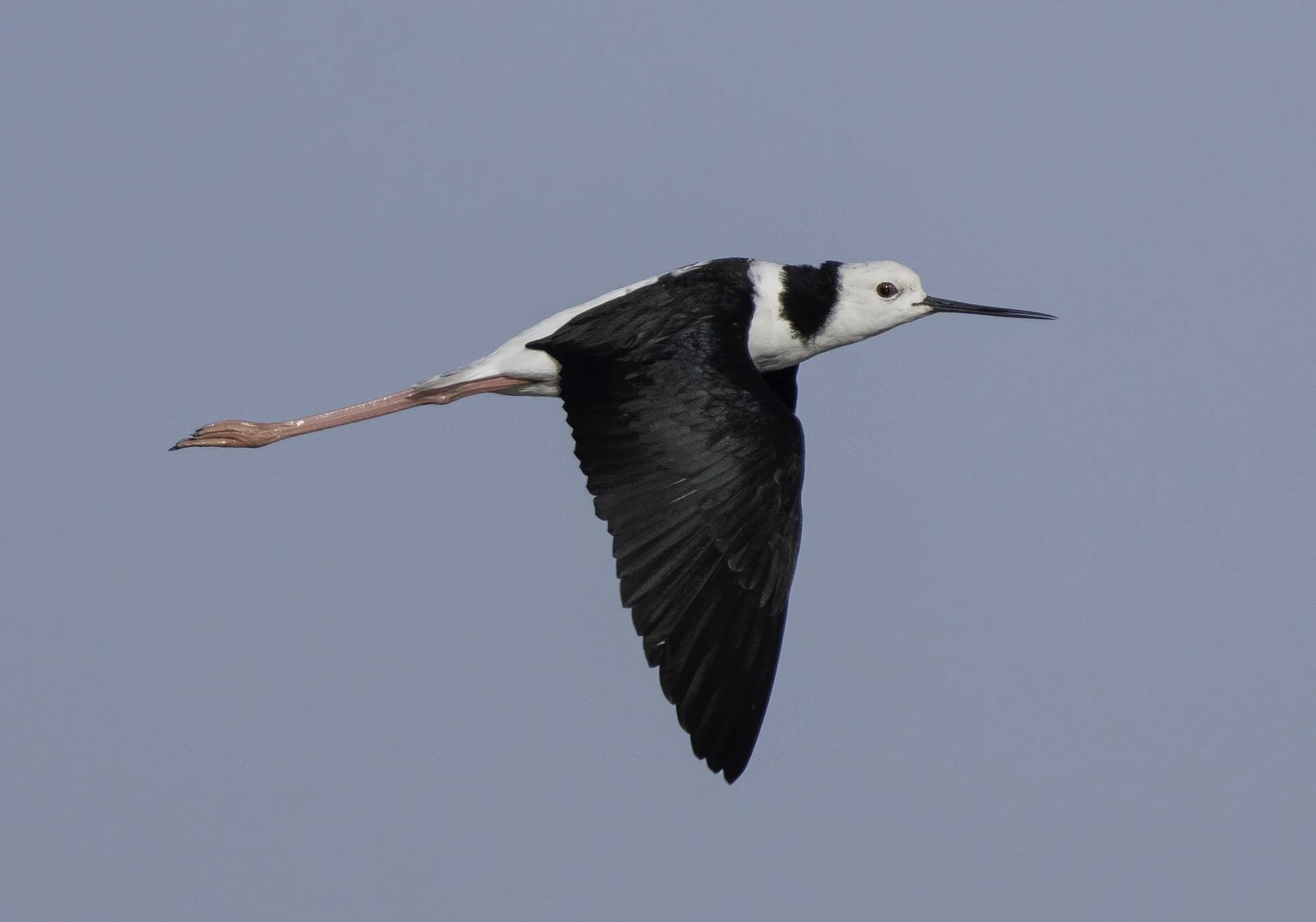 Pied Stilt