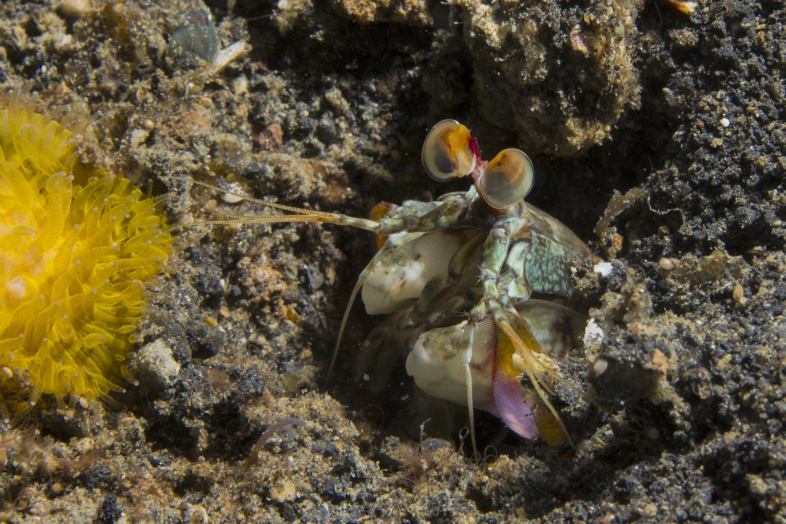 Lembeh_IMG_0361.jpg