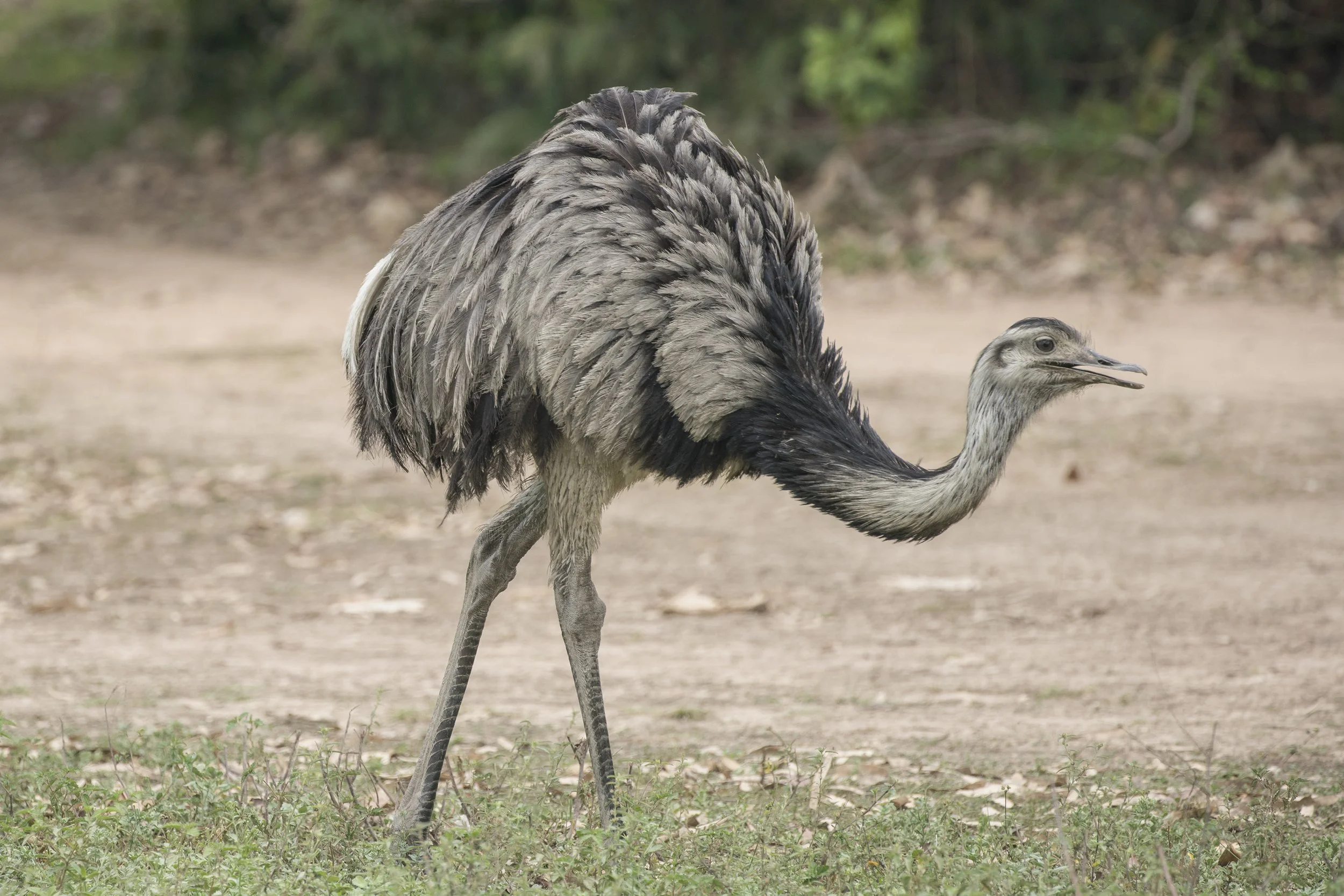Greater Rhea