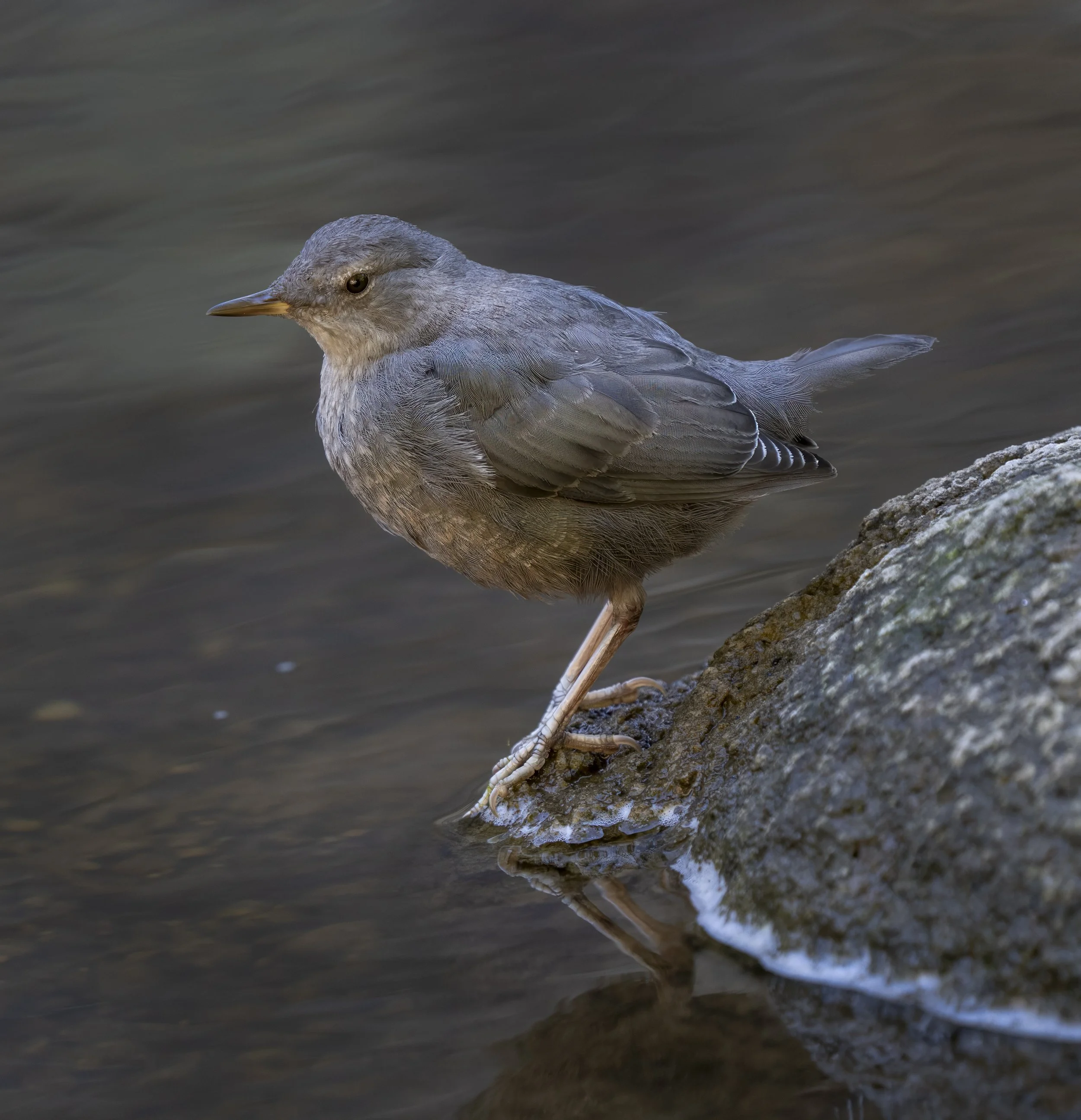 American Dipper