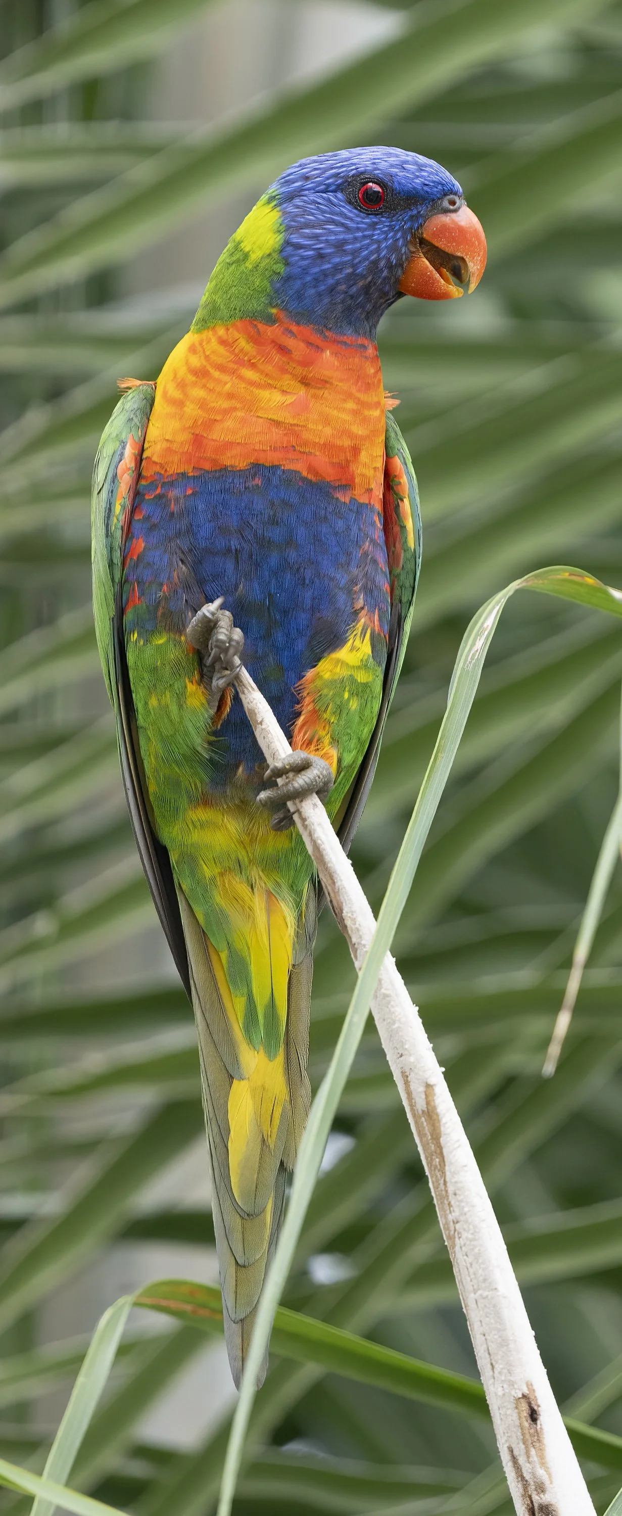 Rainbow Lorikeet