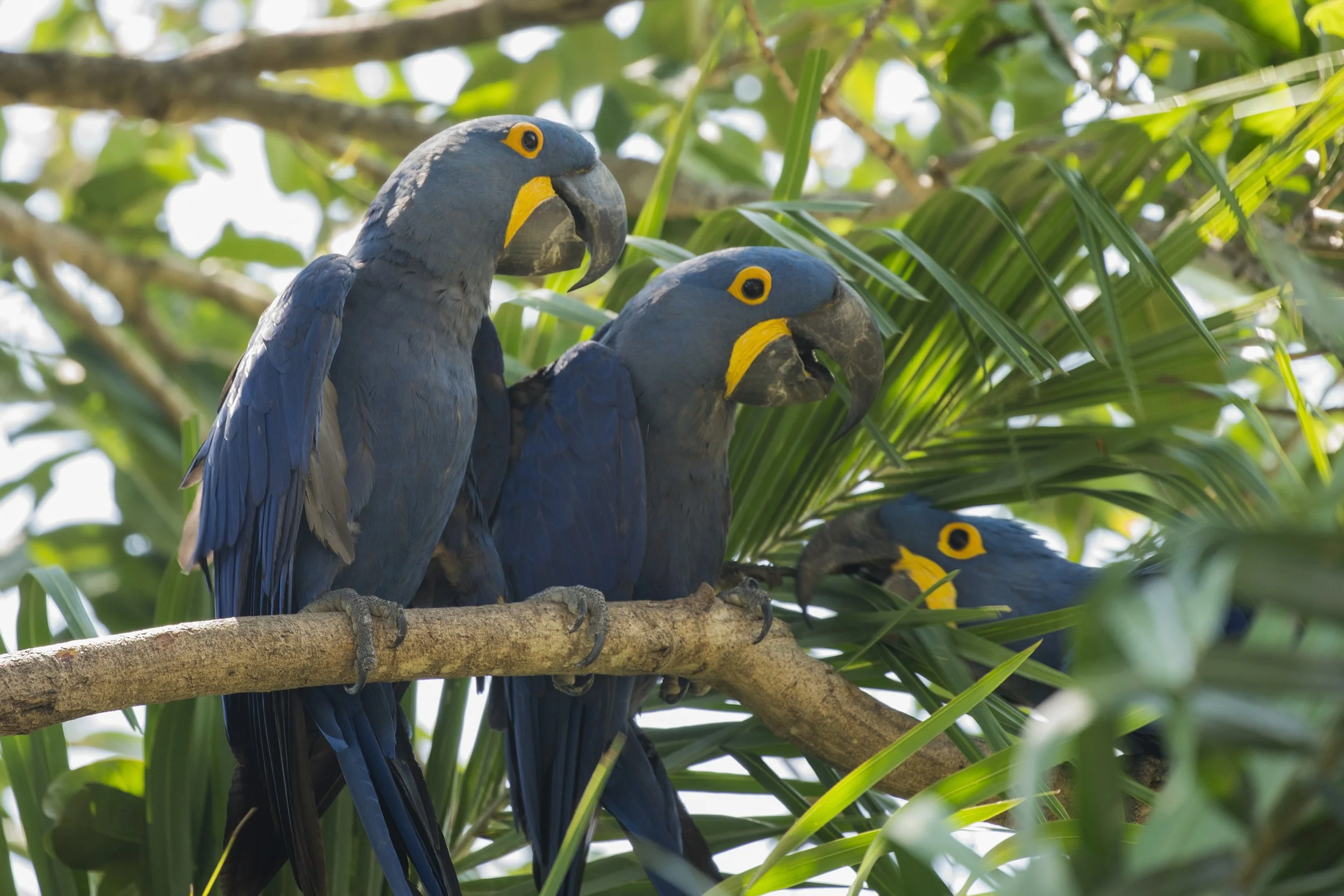 Hyacinth Macaw
