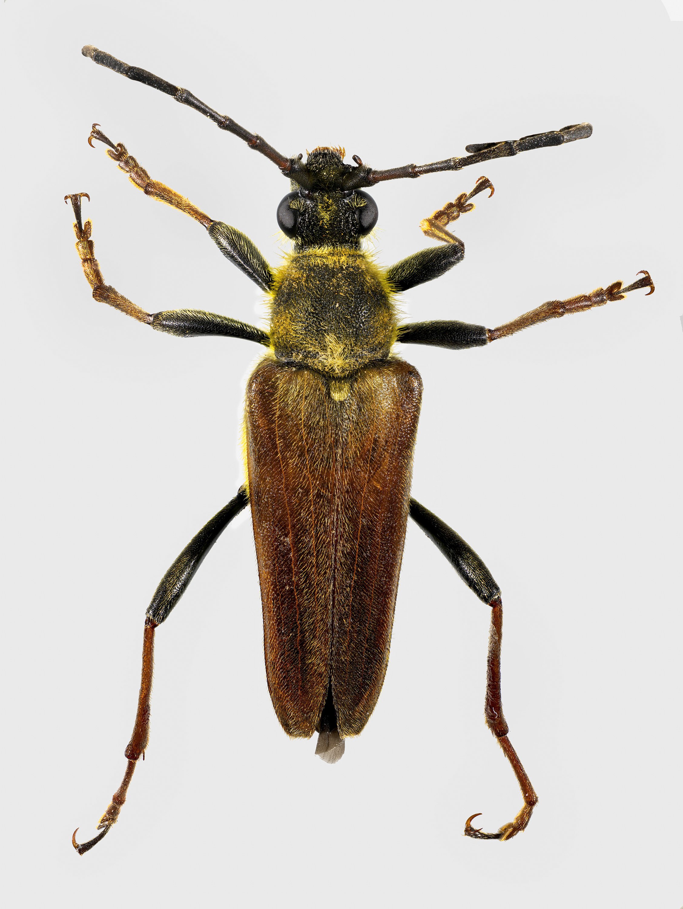 LongHornedBeetle.jpg