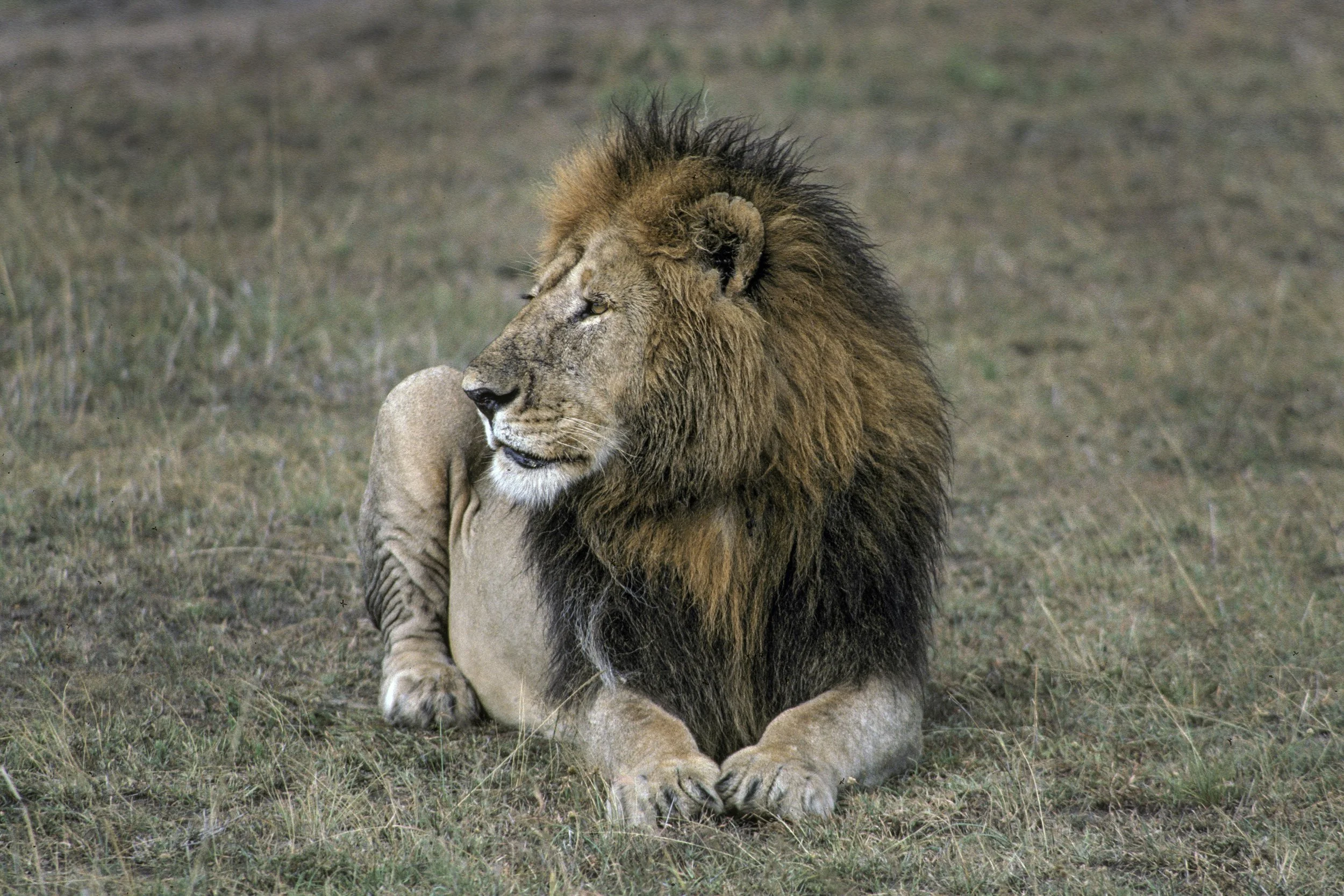 Lion
