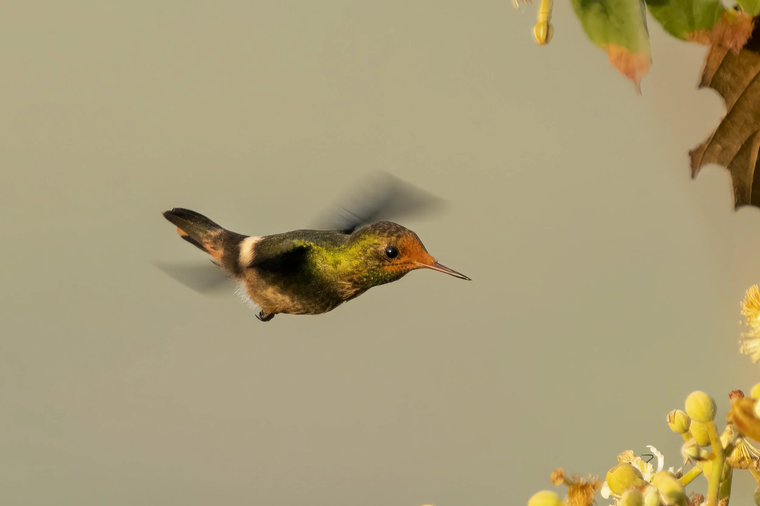 Rufous Crested Coquette