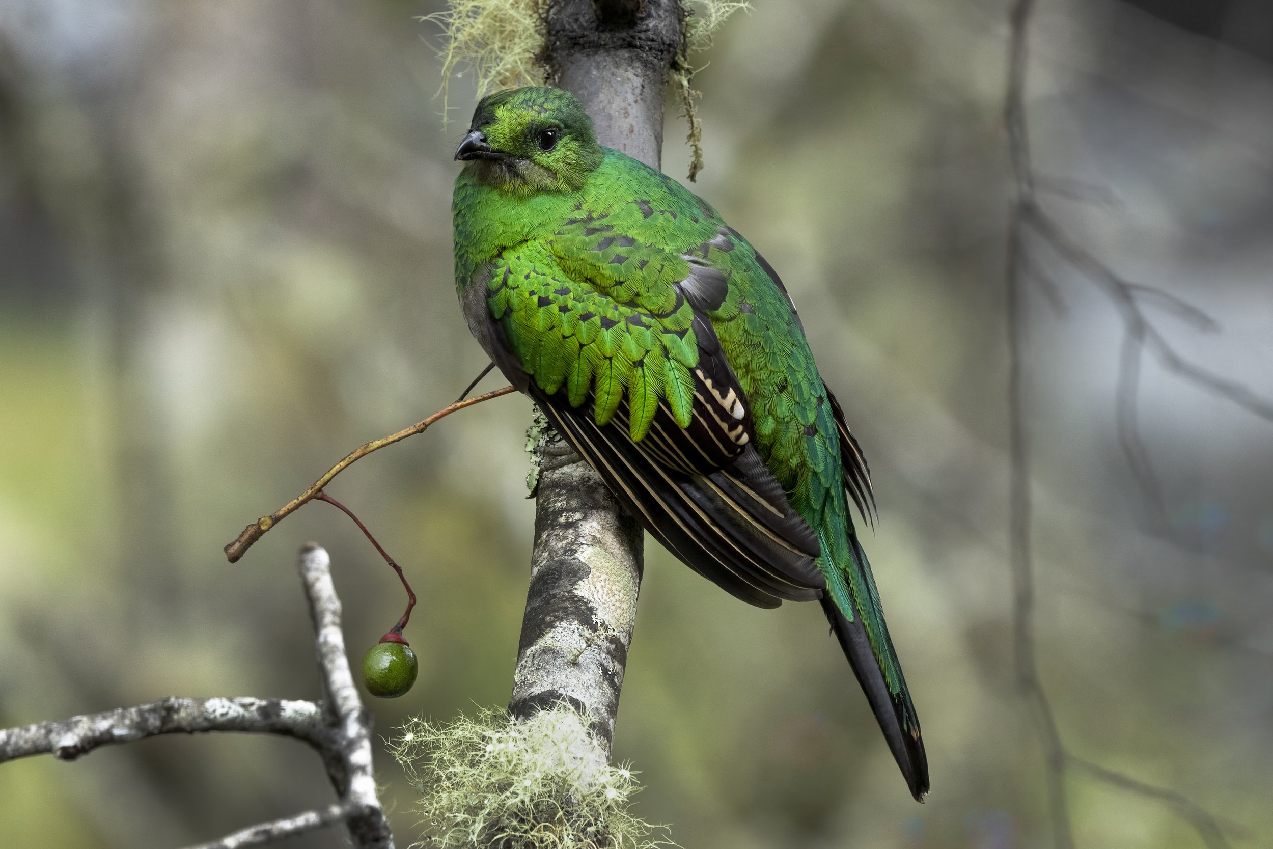 Resplendant Quetzal