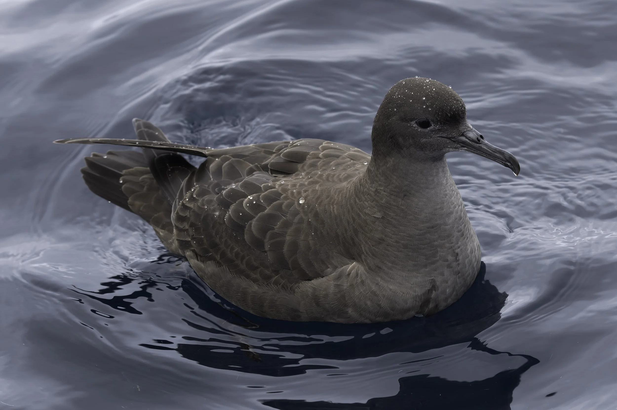 Sooty Shearwater
