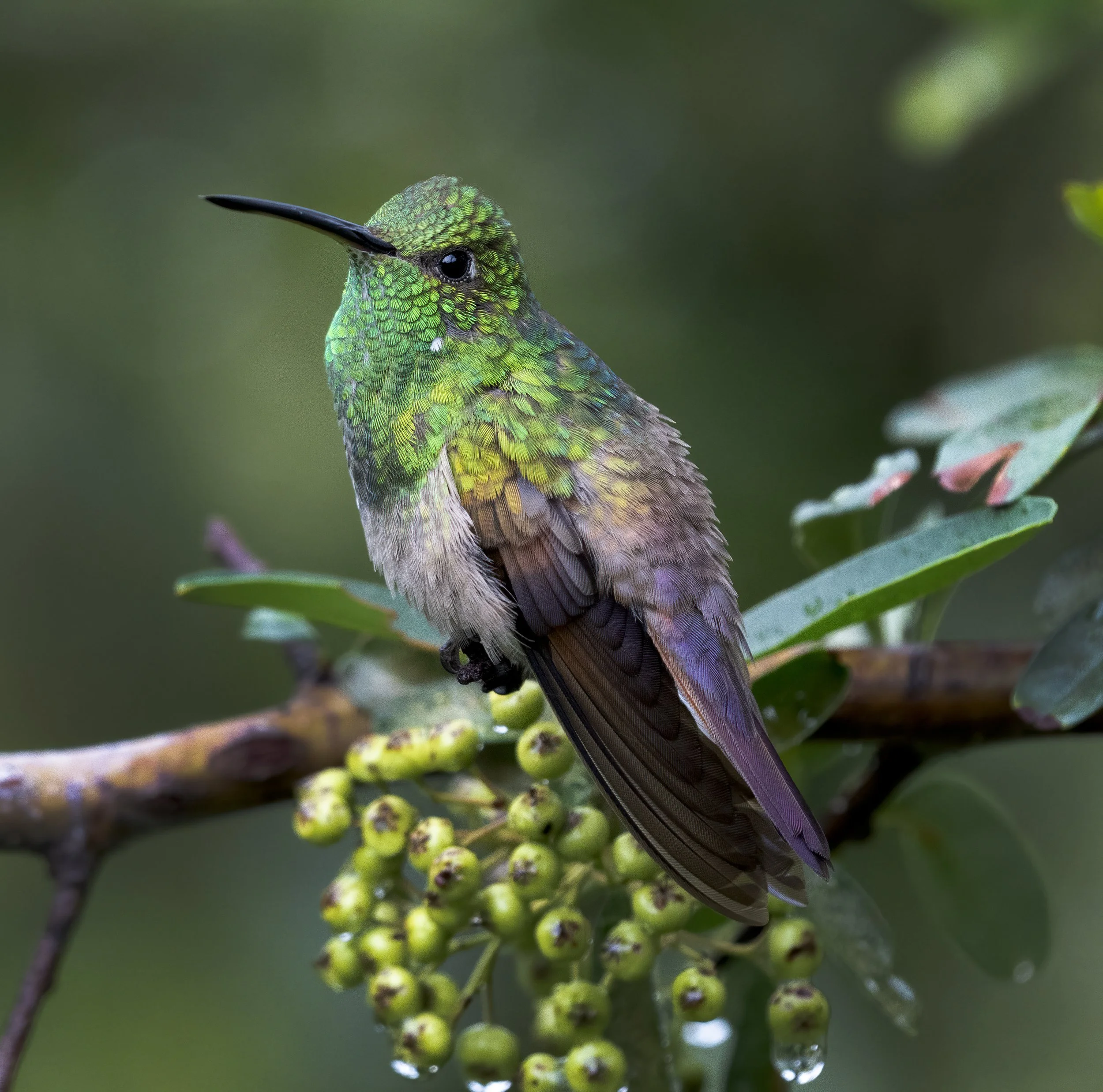 Berylline Hummingbird