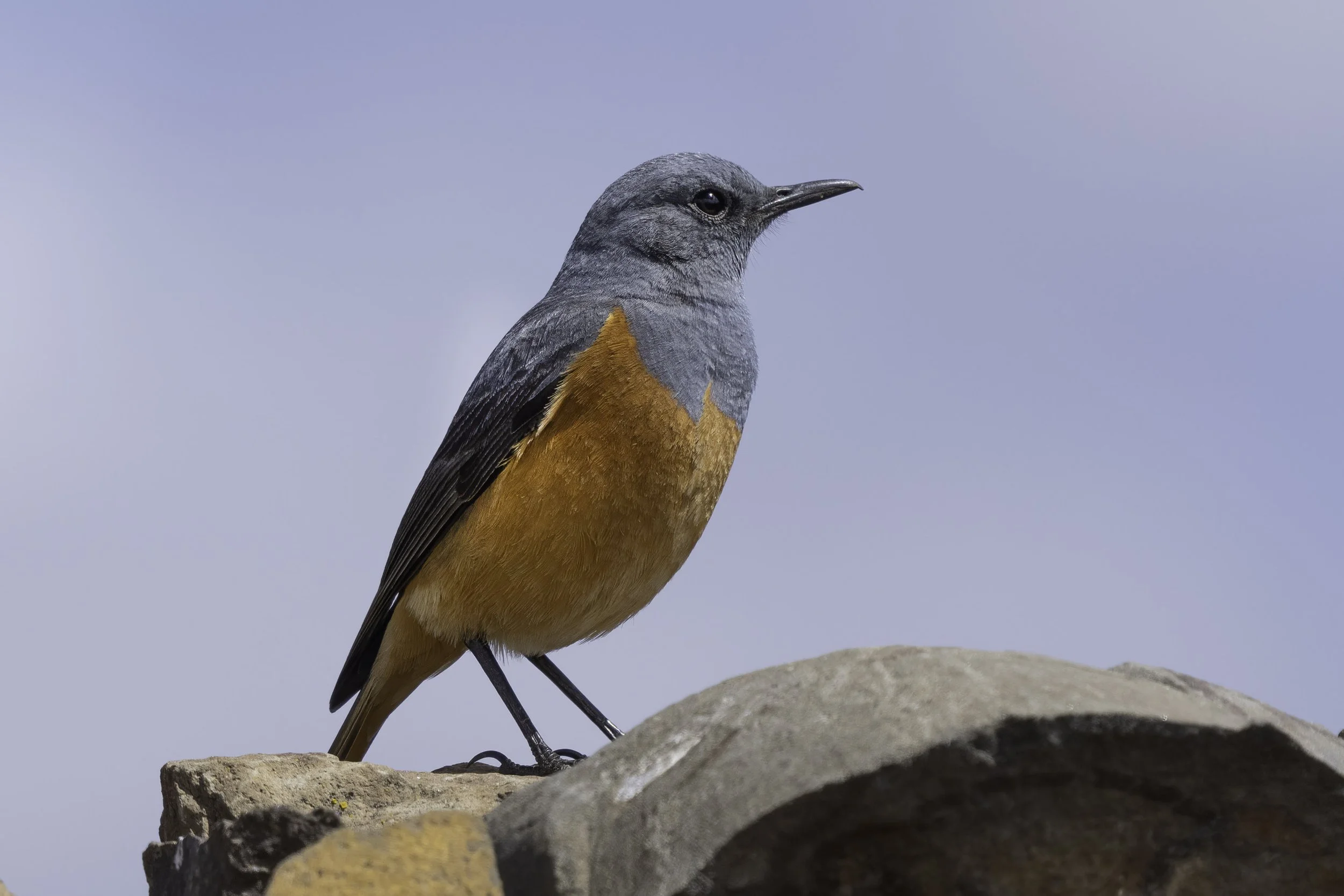 Sentinel Rock Thrush