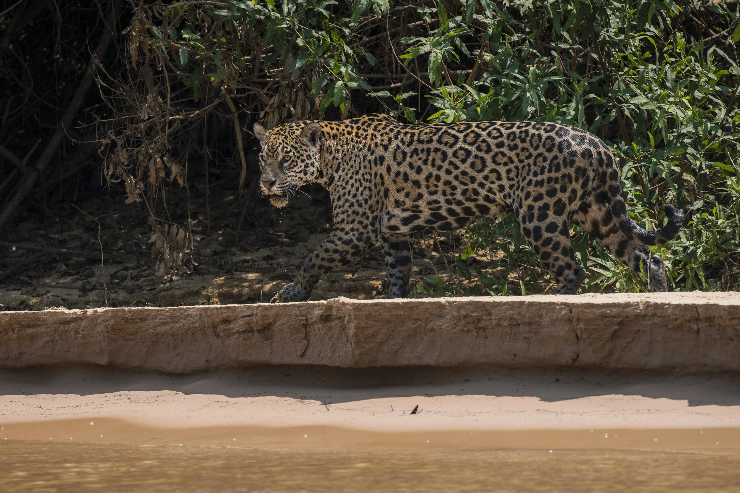 Jaguar