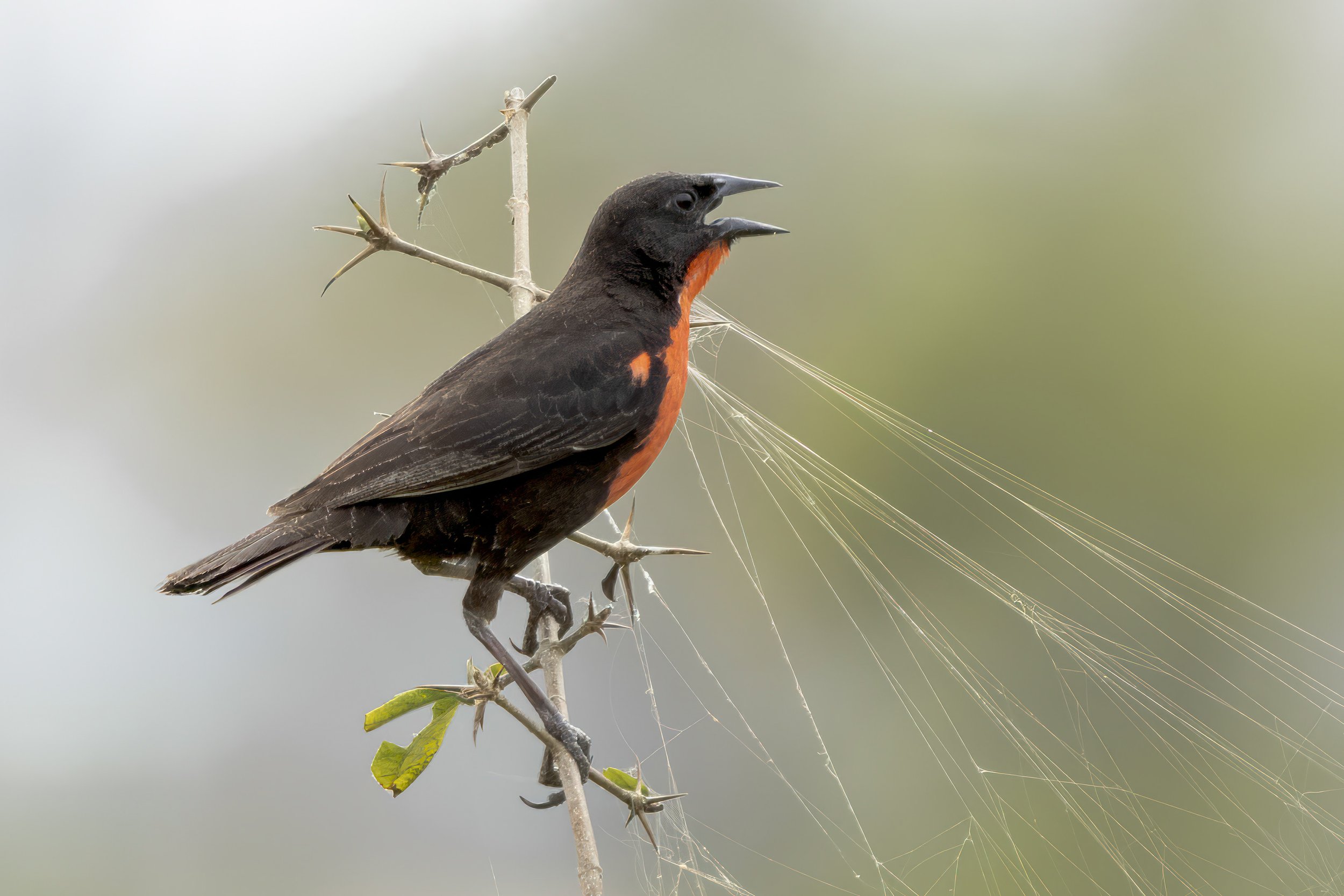 Red Breasted Blackbird