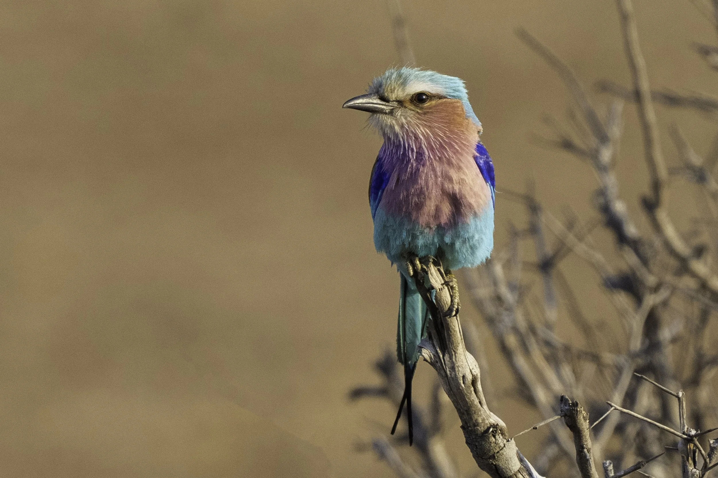 Lilac Breasted Roller